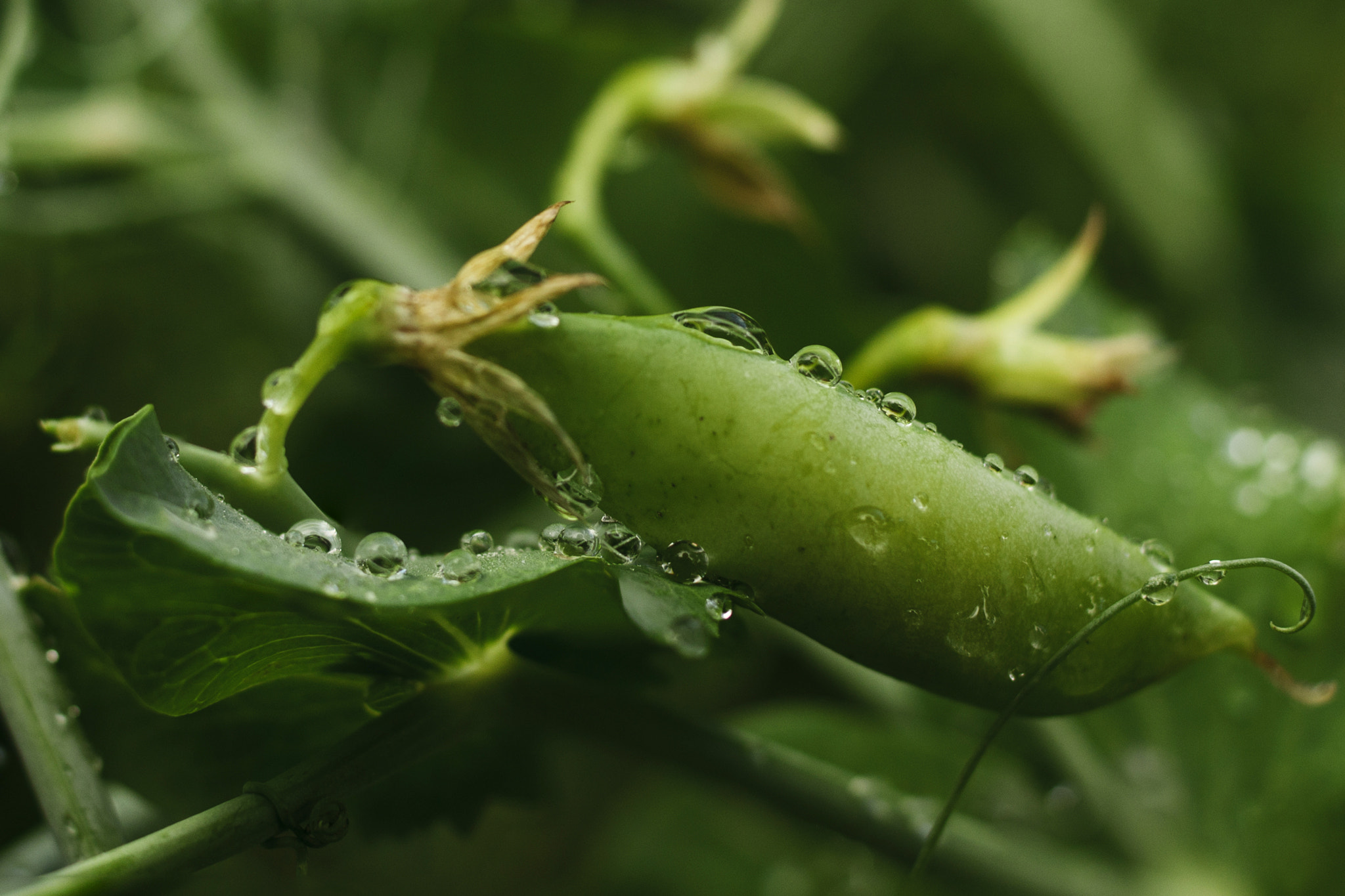 Sony Alpha DSLR-A580 + Sony DT 35mm F1.8 SAM sample photo. Peas photography