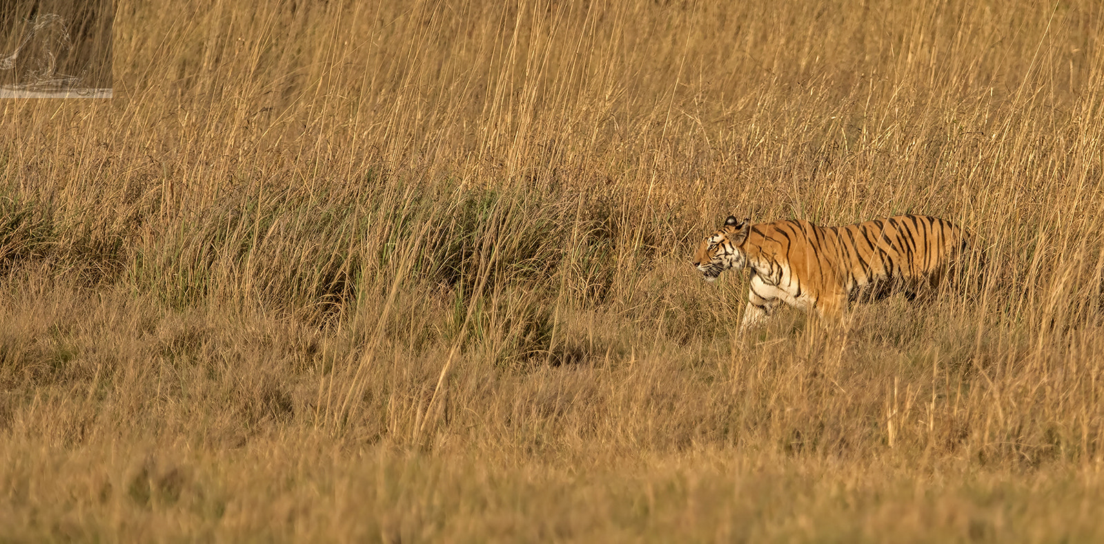 Canon EF 300mm F2.8L IS USM sample photo. Bandhavgarh 032 photography