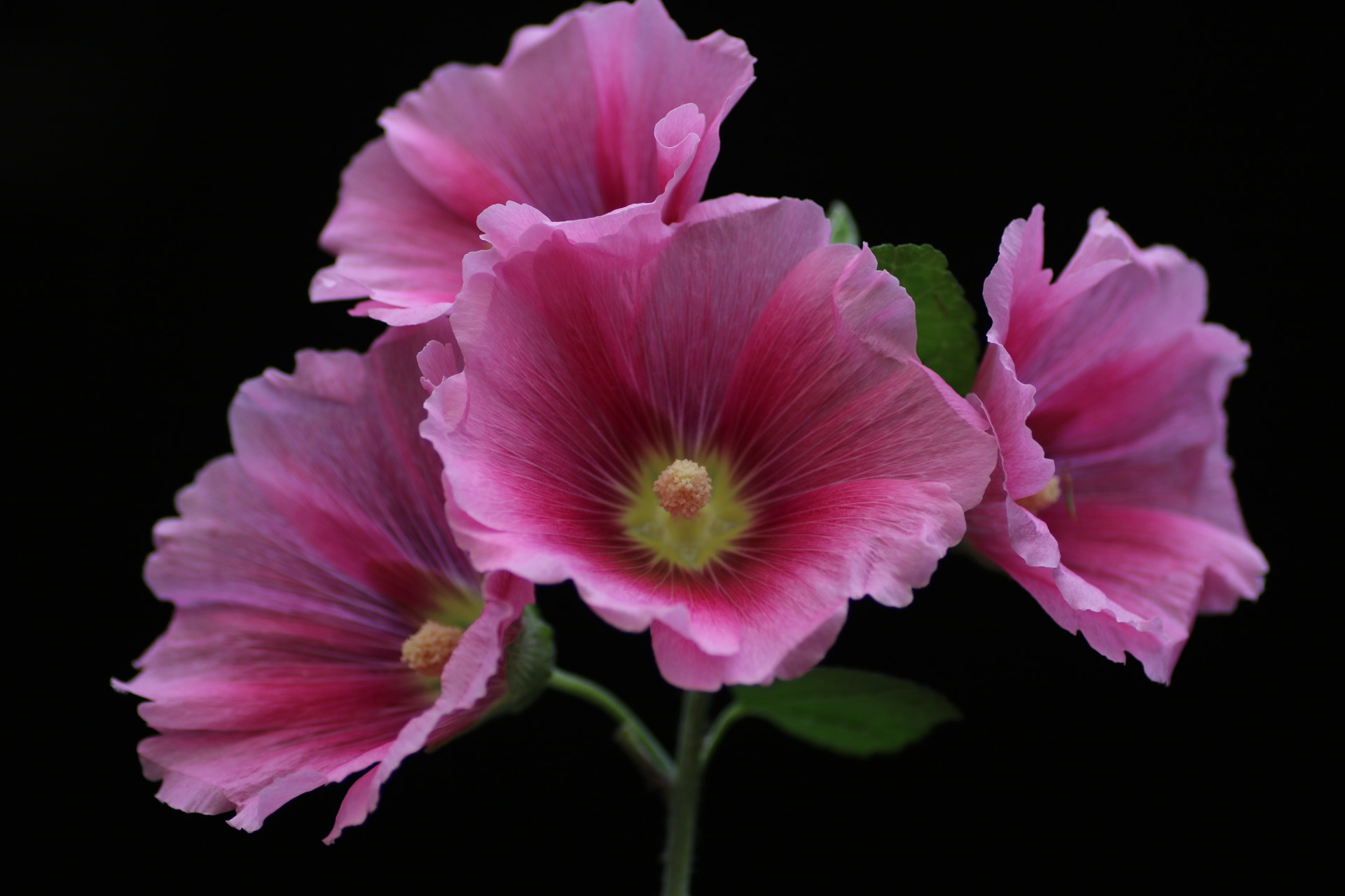 Canon EOS 750D (EOS Rebel T6i / EOS Kiss X8i) + Tamron SP AF 90mm F2.8 Di Macro sample photo. Rose mallow  photography