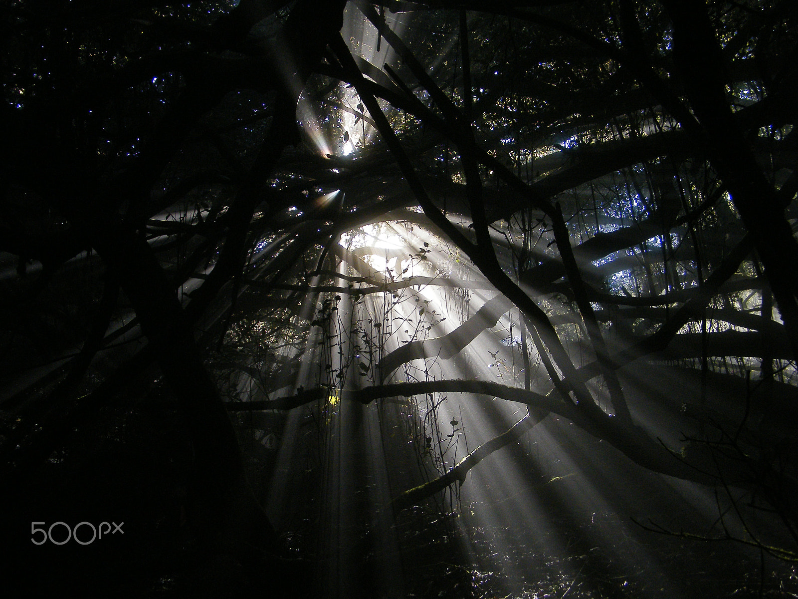 Fujifilm FinePix S2000HD sample photo. Temperate forest in chile photography