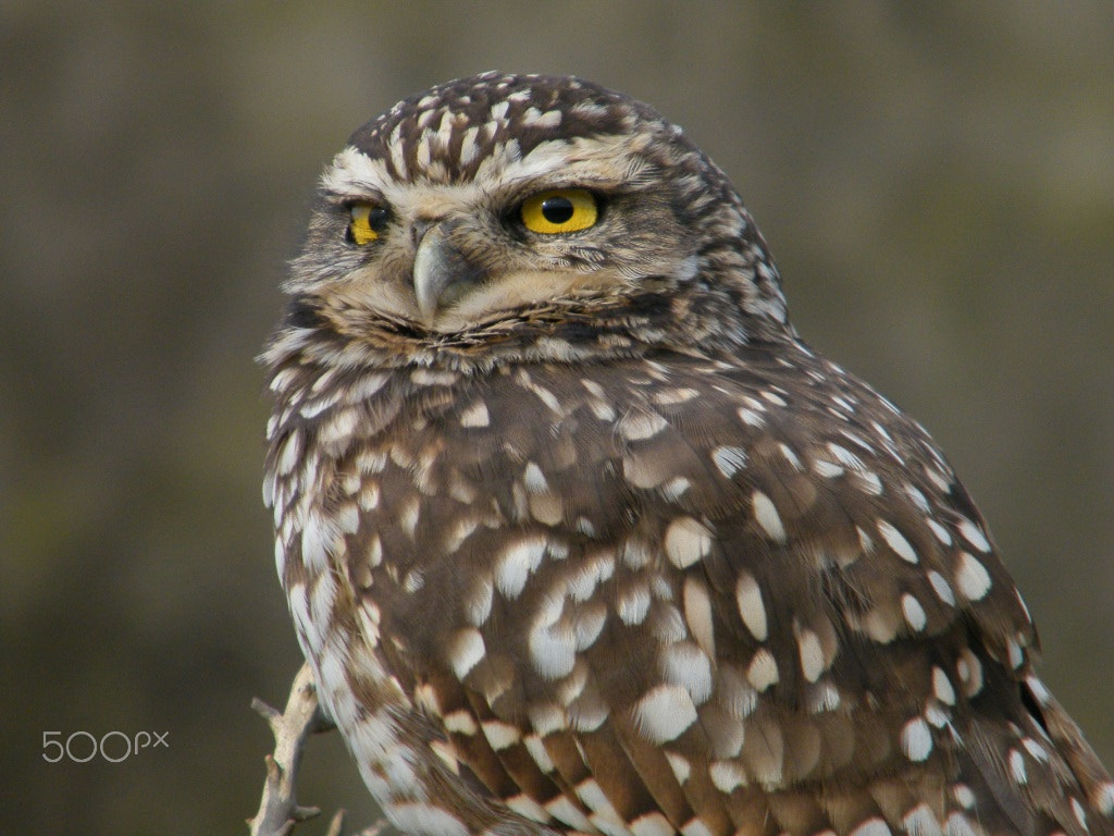 Fujifilm FinePix S2000HD sample photo. Burrowing owl/ pequen in chile photography