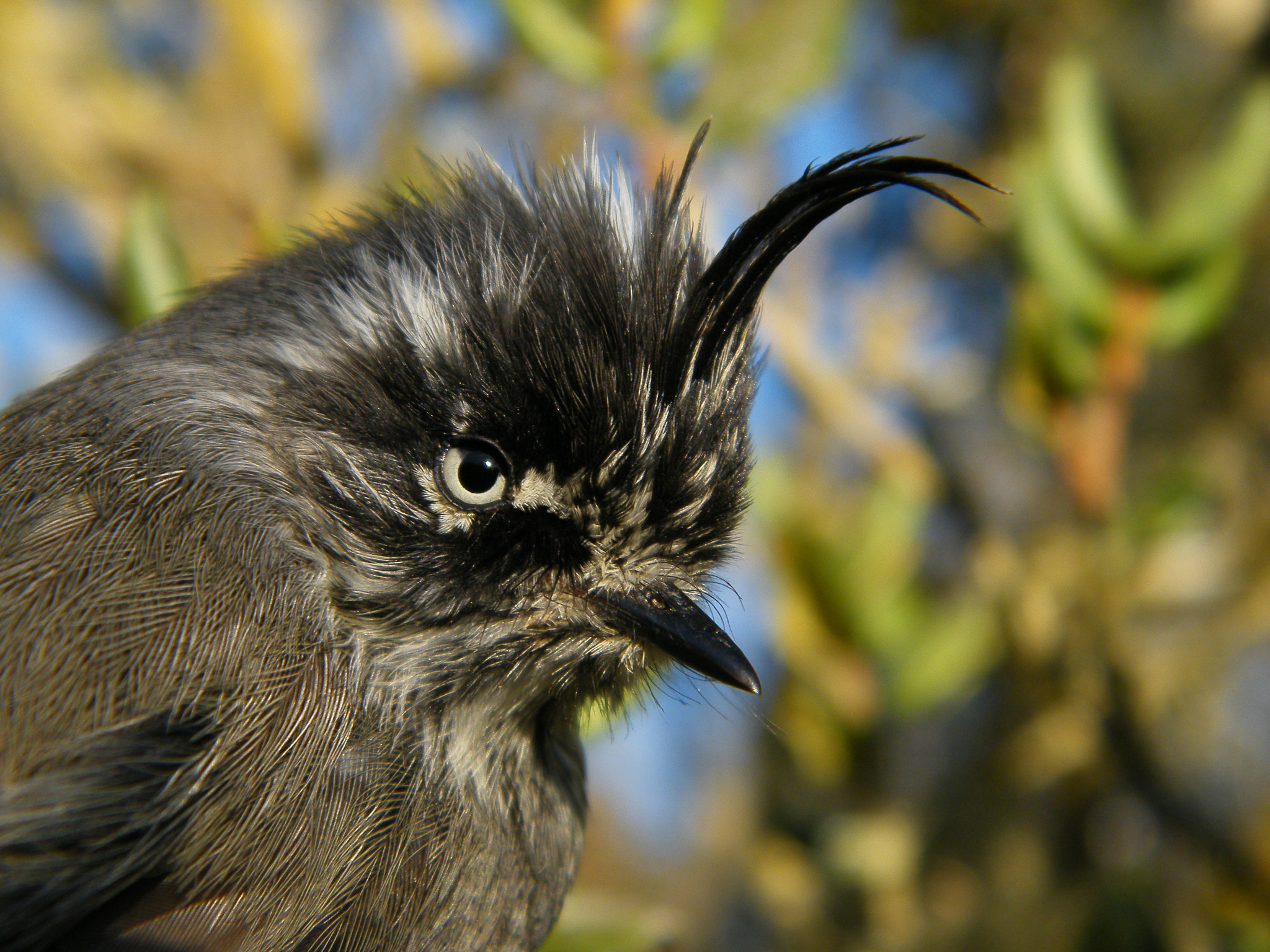 Fujifilm FinePix S2000HD sample photo. Tufted tit-tyrant/cachudito, chile photography