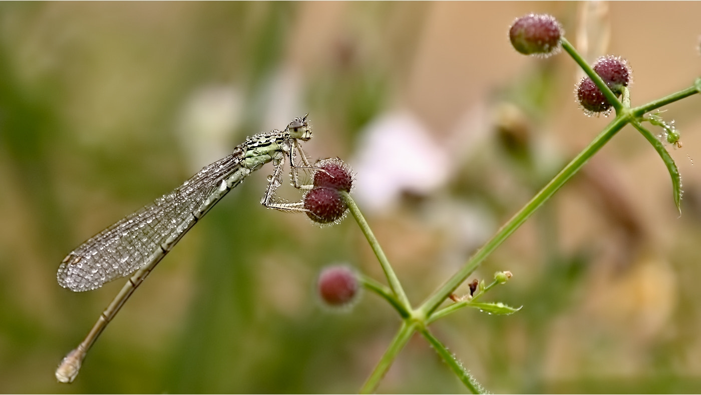Canon EOS 1000D (EOS Digital Rebel XS / EOS Kiss F) sample photo. ... photography