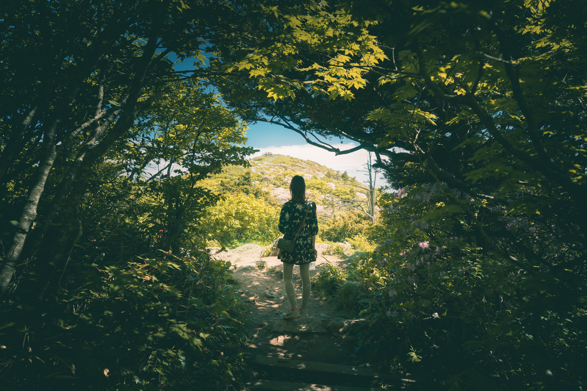 Sony a7 + ZEISS Batis 25mm F2 sample photo. Forest tunnel photography