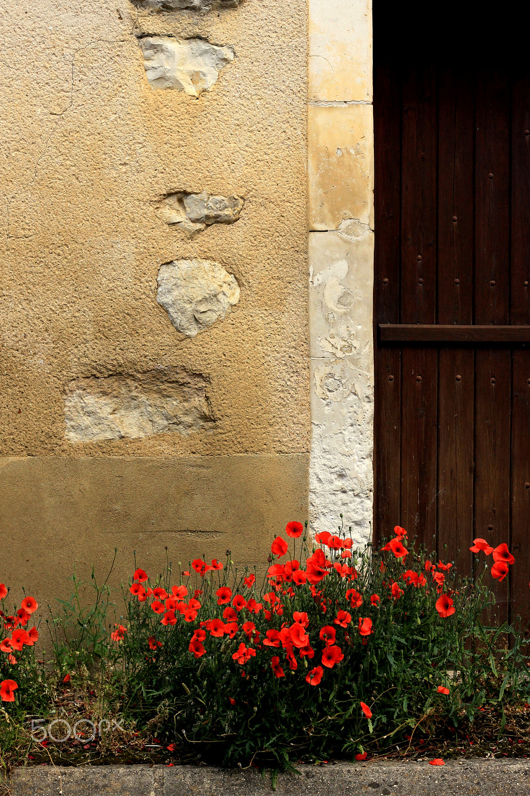 Canon EOS 500D (EOS Rebel T1i / EOS Kiss X3) + Canon EF 50mm F1.8 II sample photo. Les coquelicots photography