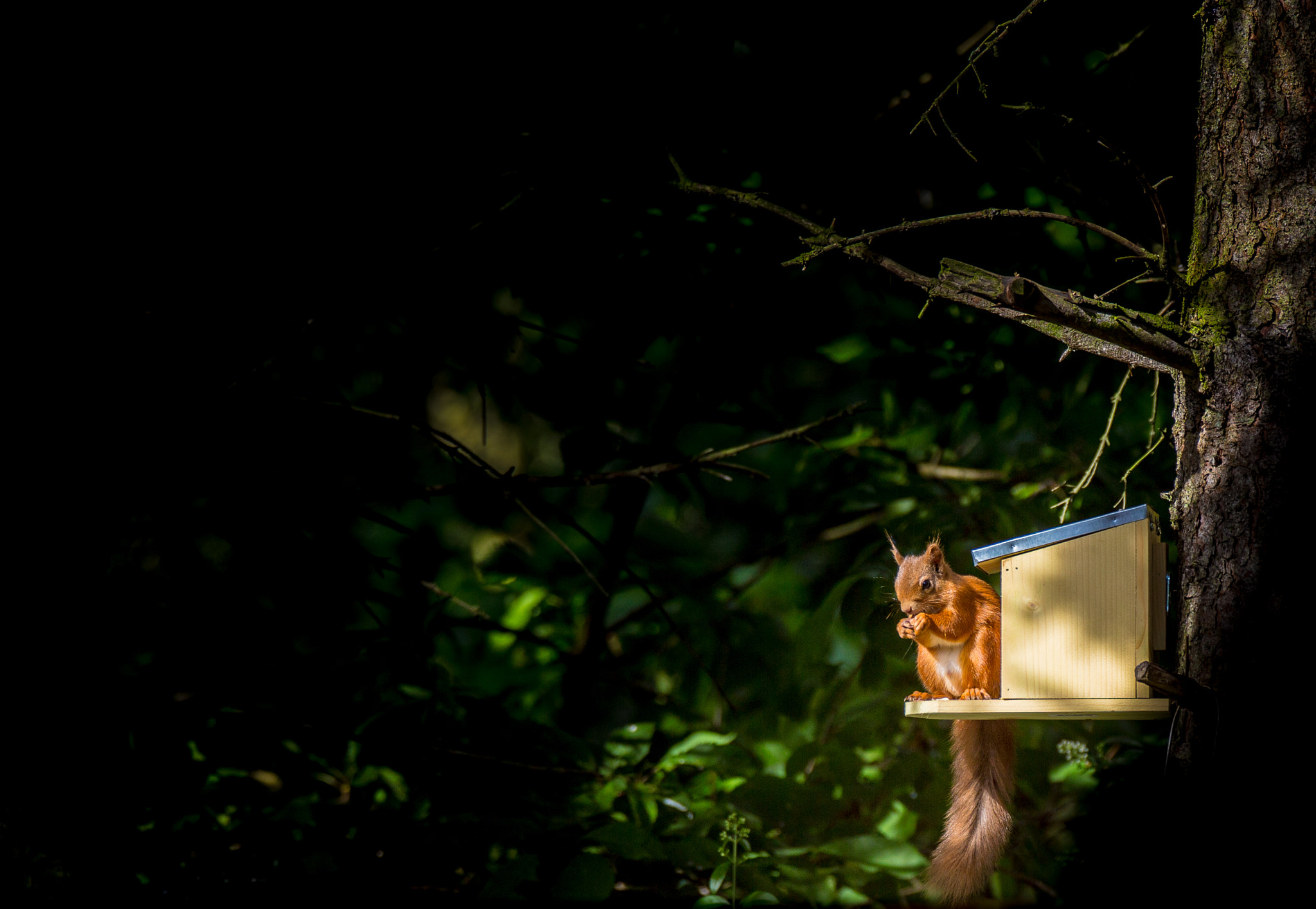 Sigma 120-300mm F2.8 EX DG HSM sample photo. Red squirrel in the sun photography