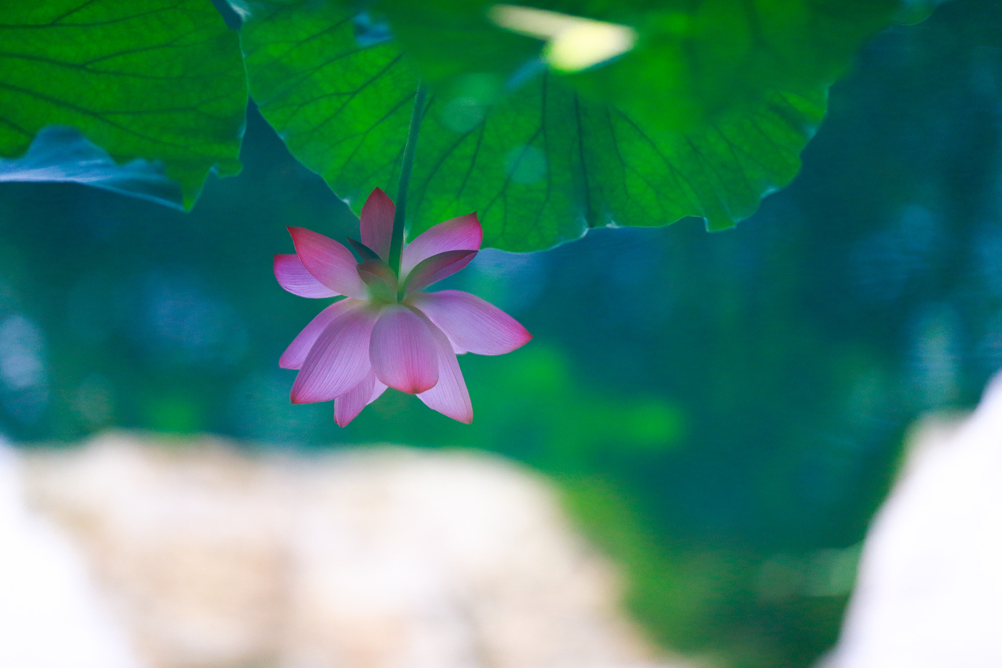 Canon EOS-1D X + Canon EF 200mm F2L IS USM sample photo
