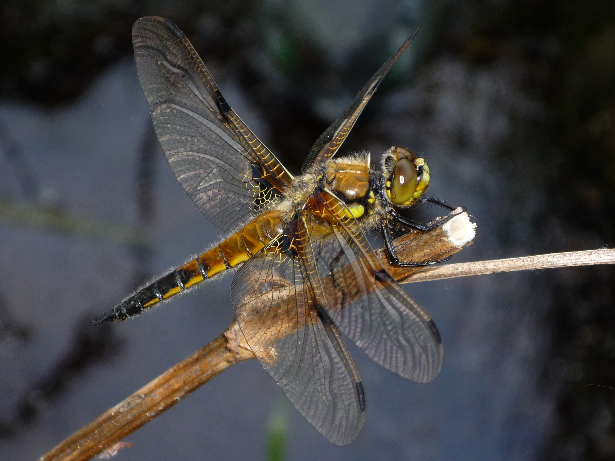 Panasonic DMC-FS20 sample photo. Dragonfly photography