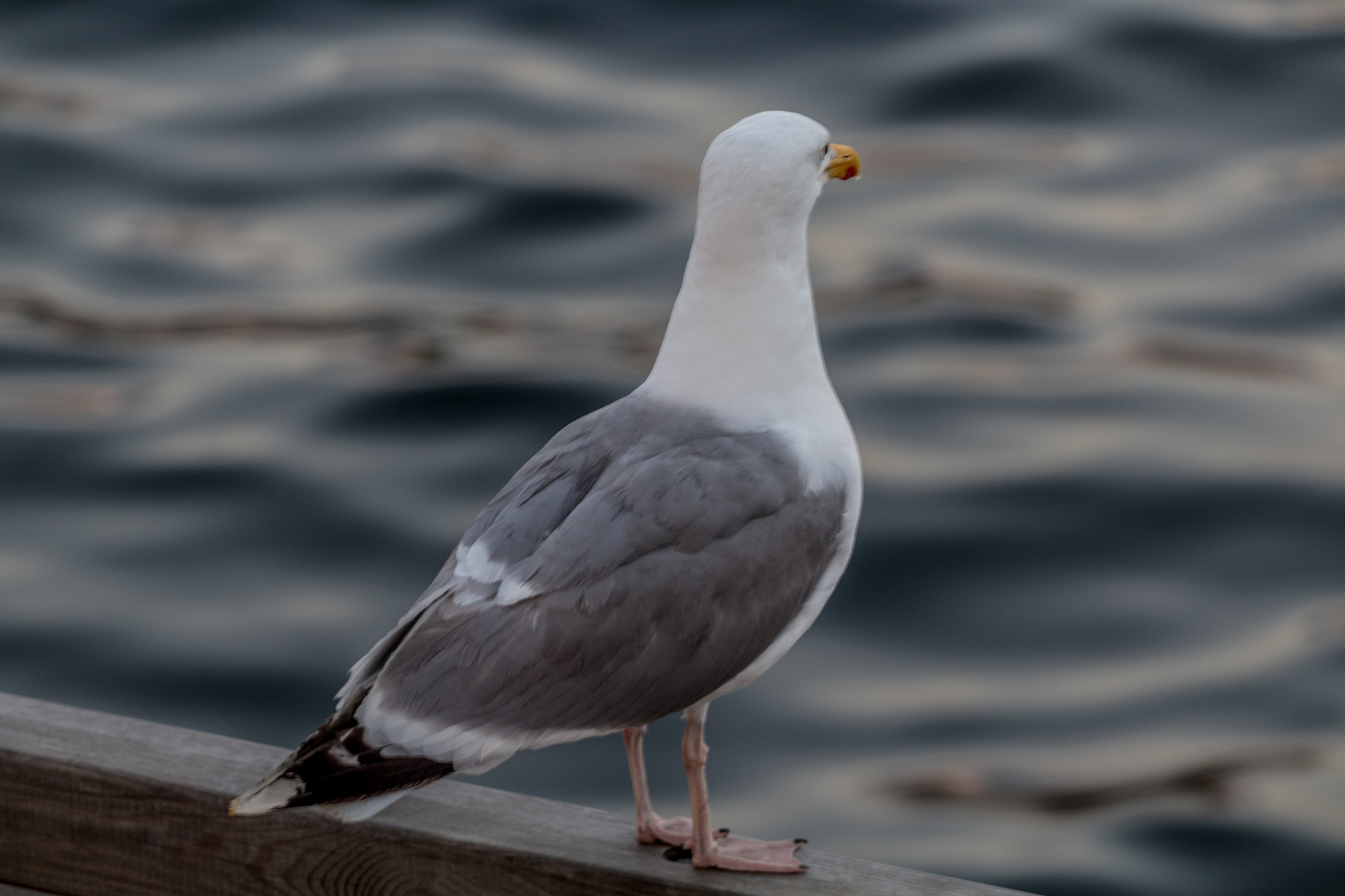 Canon EOS 1300D (EOS Rebel T6 / EOS Kiss X80) + Canon EF 70-200mm F4L USM sample photo. Seagull photography