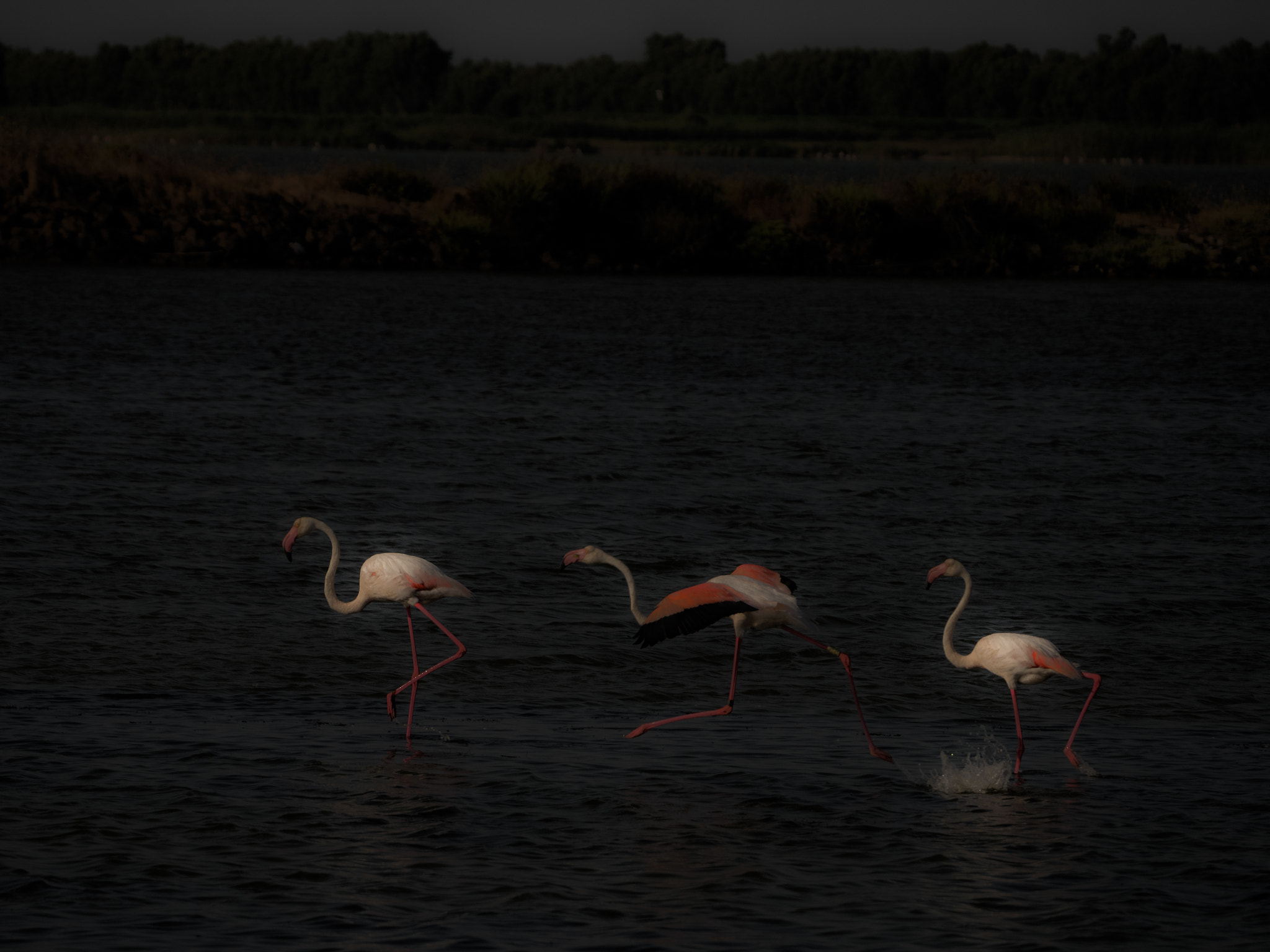 Panasonic Lumix DMC-GX8 sample photo. Run and fly photography