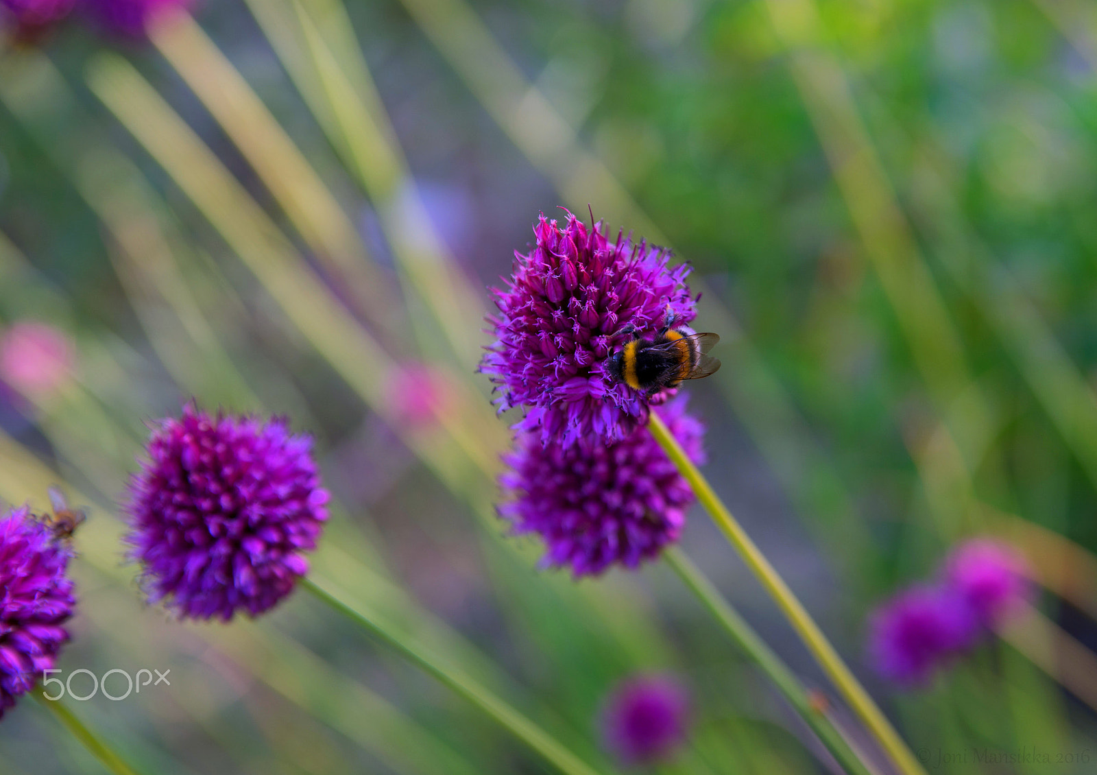 Sony a7 + Tamron SP 24-70mm F2.8 Di VC USD sample photo. Summer things photography