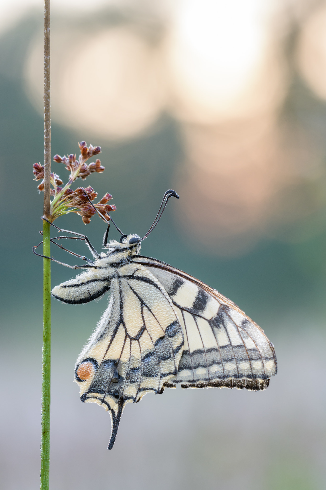 Sigma 150mm F2.8 EX DG OS Macro HSM sample photo. Papilio machaon photography