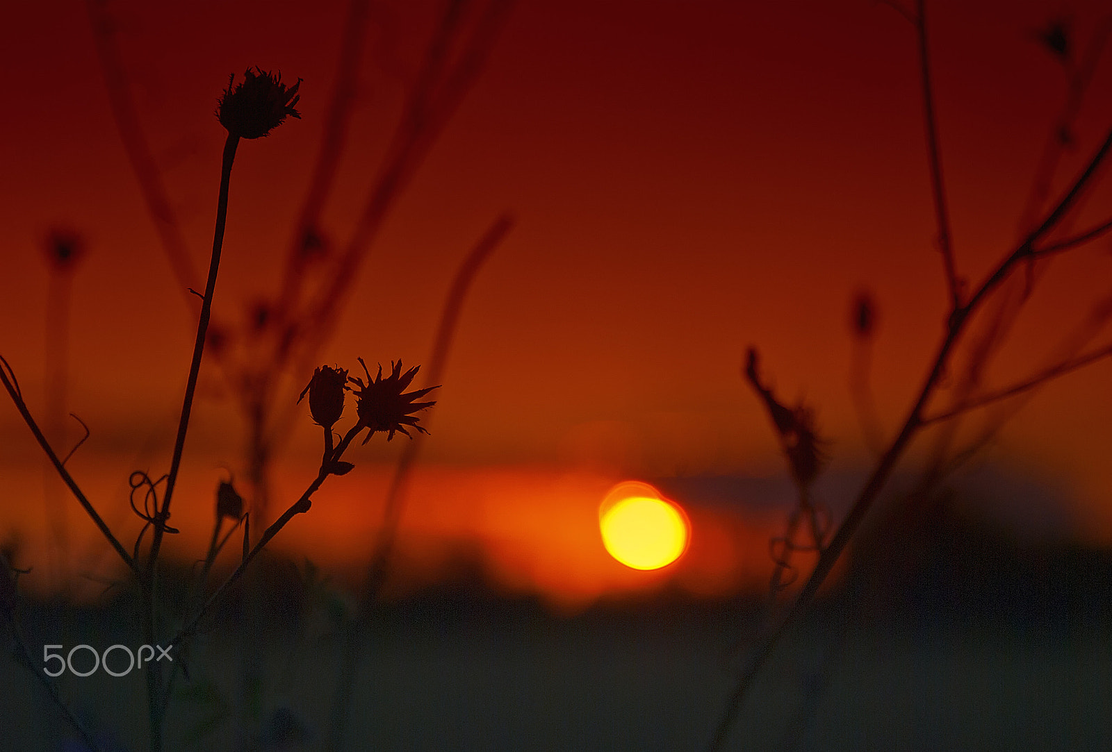 Nikon D80 + AF Zoom-Nikkor 28-80mm f/3.3-5.6G sample photo. Red sunset photography