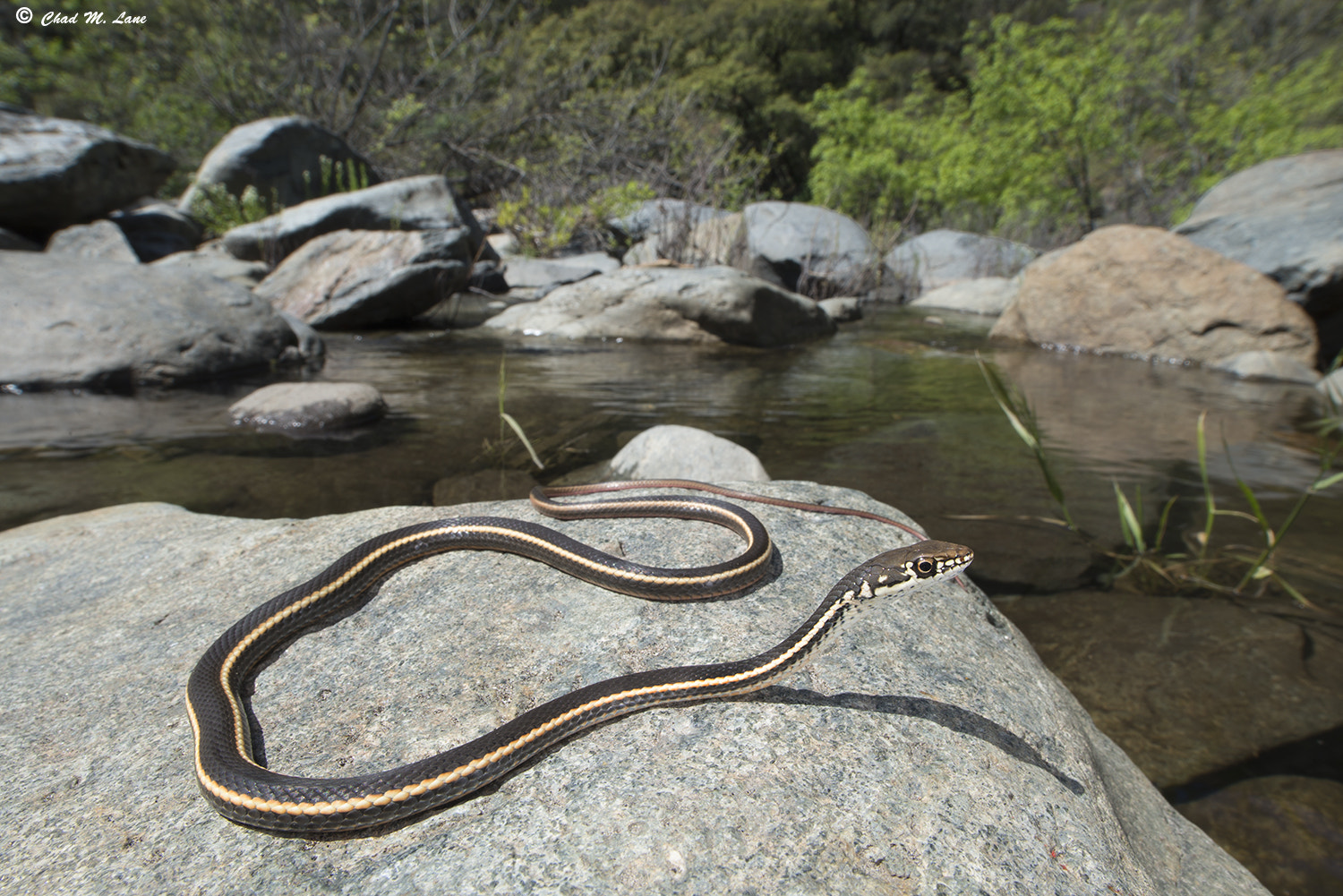 Nikon D610 sample photo. Chaparral whipsnake (coluber lateralis lateralis) photography