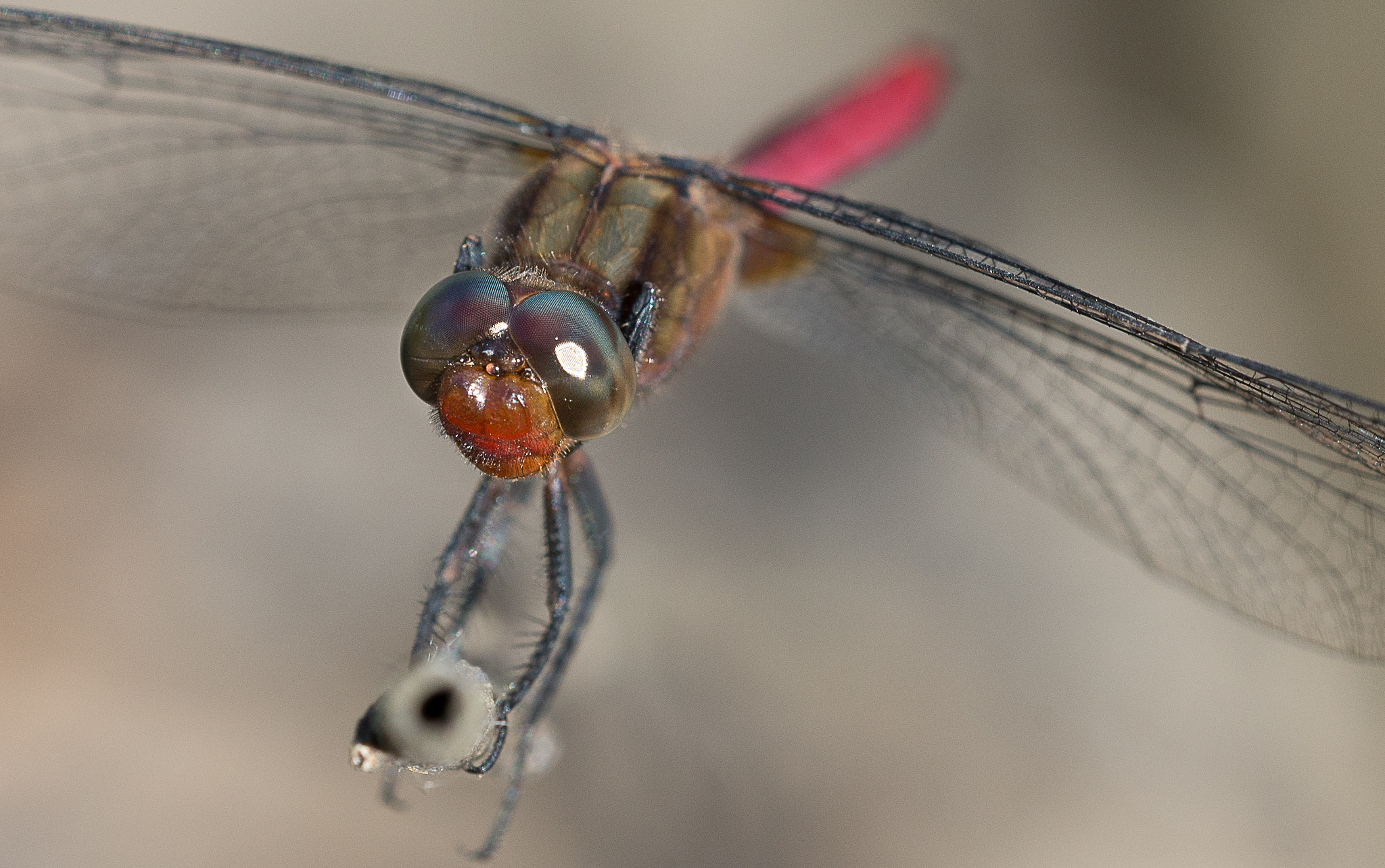 Sigma 150mm F2.8 EX DG OS Macro HSM sample photo. Dragonfly photography