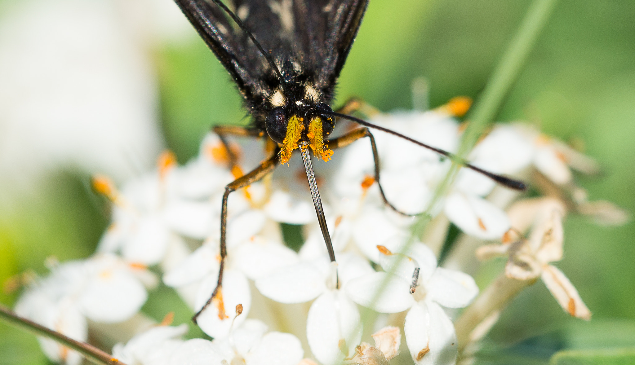 Sigma 150mm F2.8 EX DG OS Macro HSM sample photo. Butterfly photography