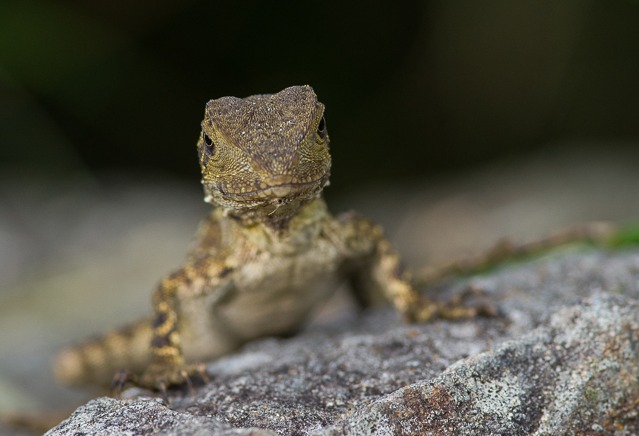 Nikon D600 + Nikon AF-S Nikkor 300mm F4D ED-IF sample photo. Water dragon photography