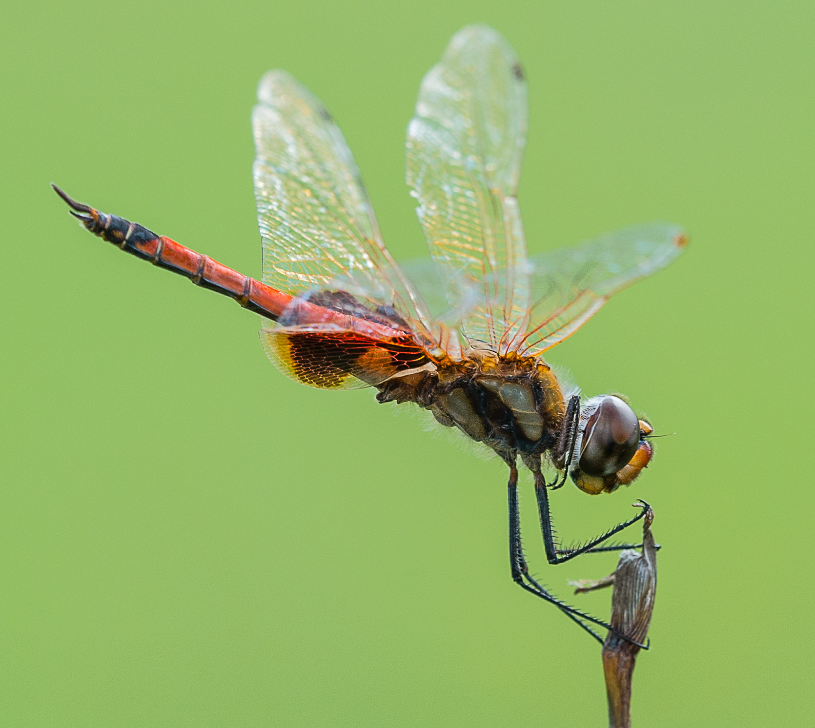Sigma 150mm F2.8 EX DG OS Macro HSM sample photo. Dragonfly photography