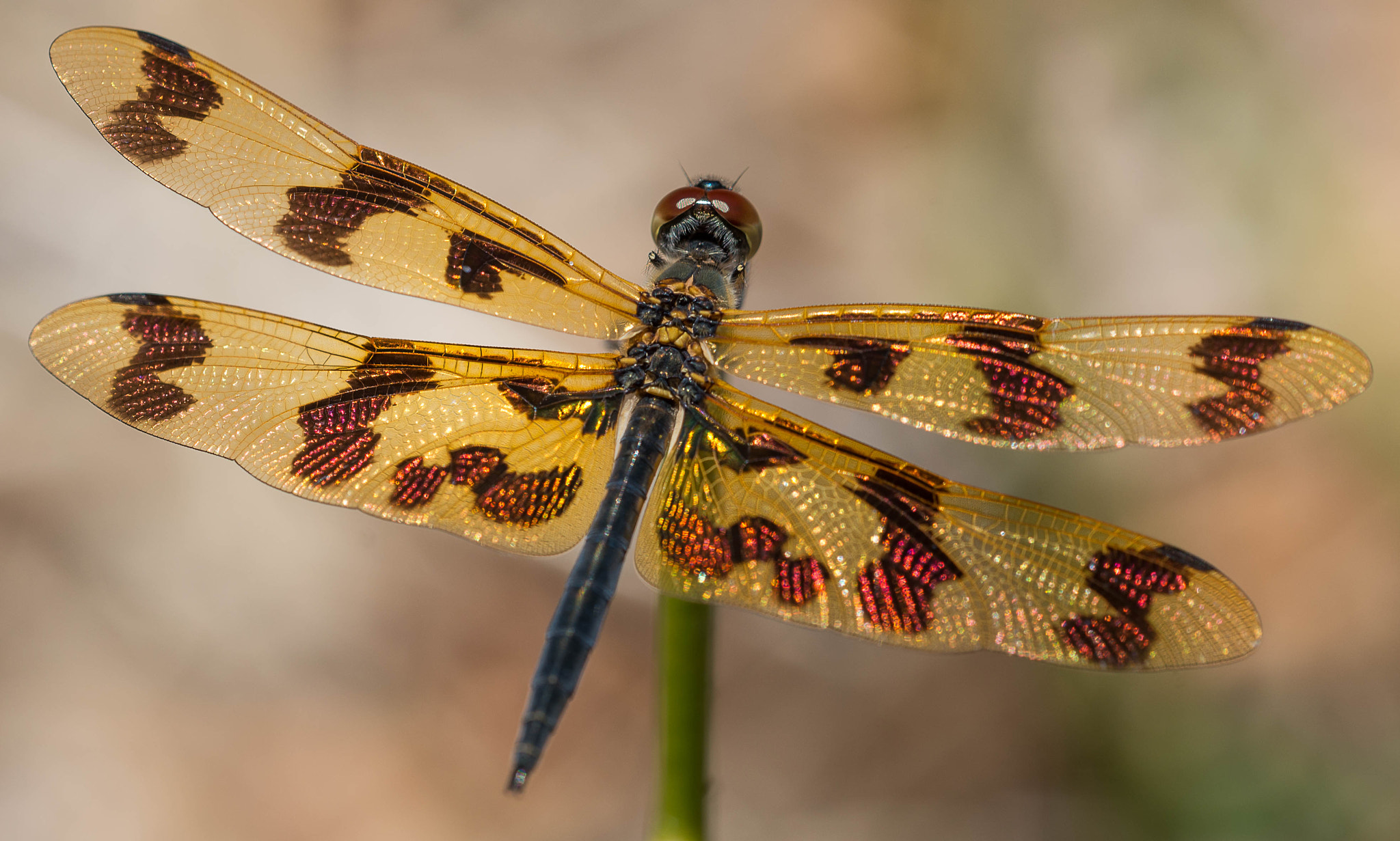 Sigma 150mm F2.8 EX DG OS Macro HSM sample photo. Dragonfly photography