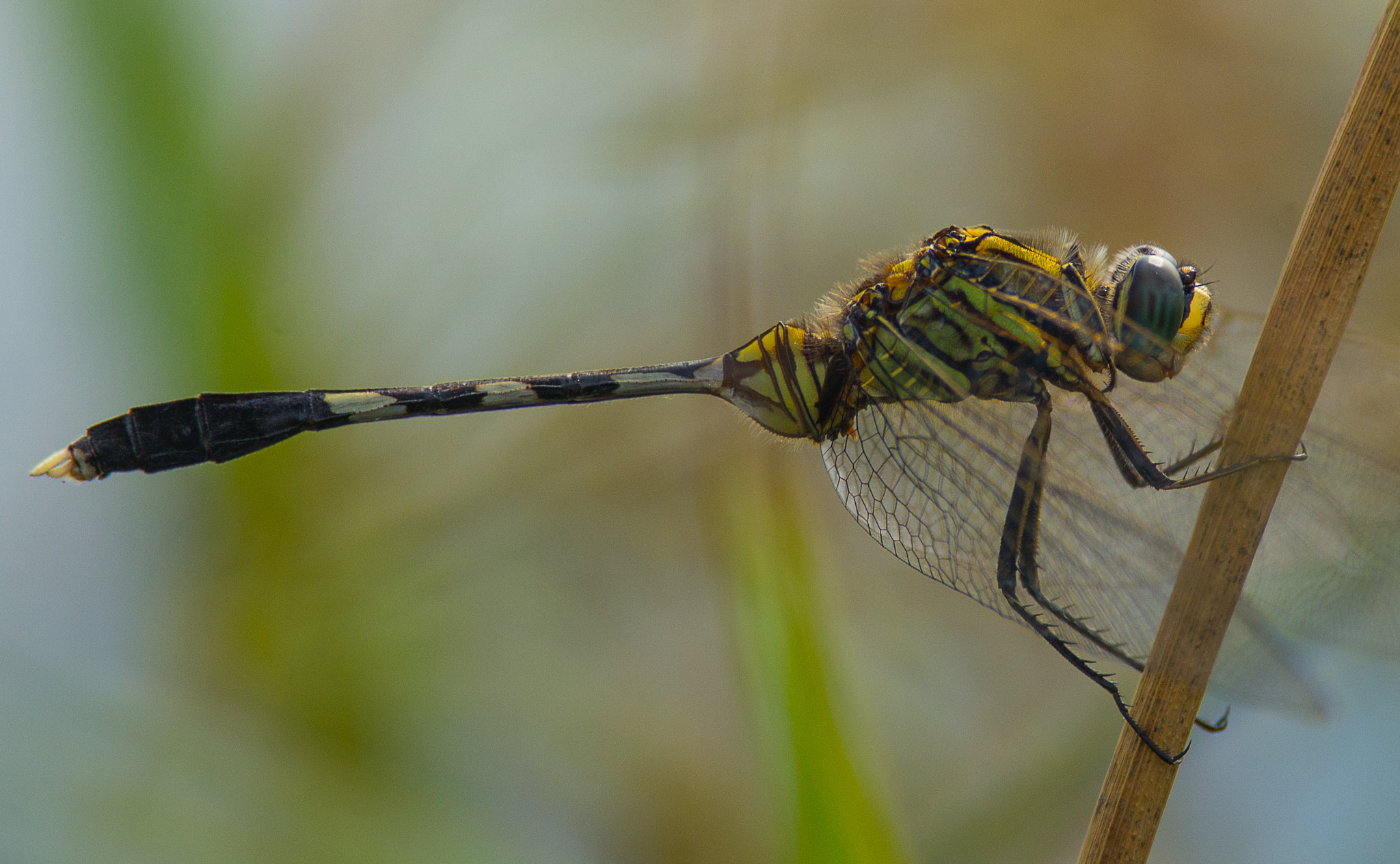 Nikon D600 + Nikon AF-S Nikkor 300mm F4D ED-IF sample photo. Dragonfly photography