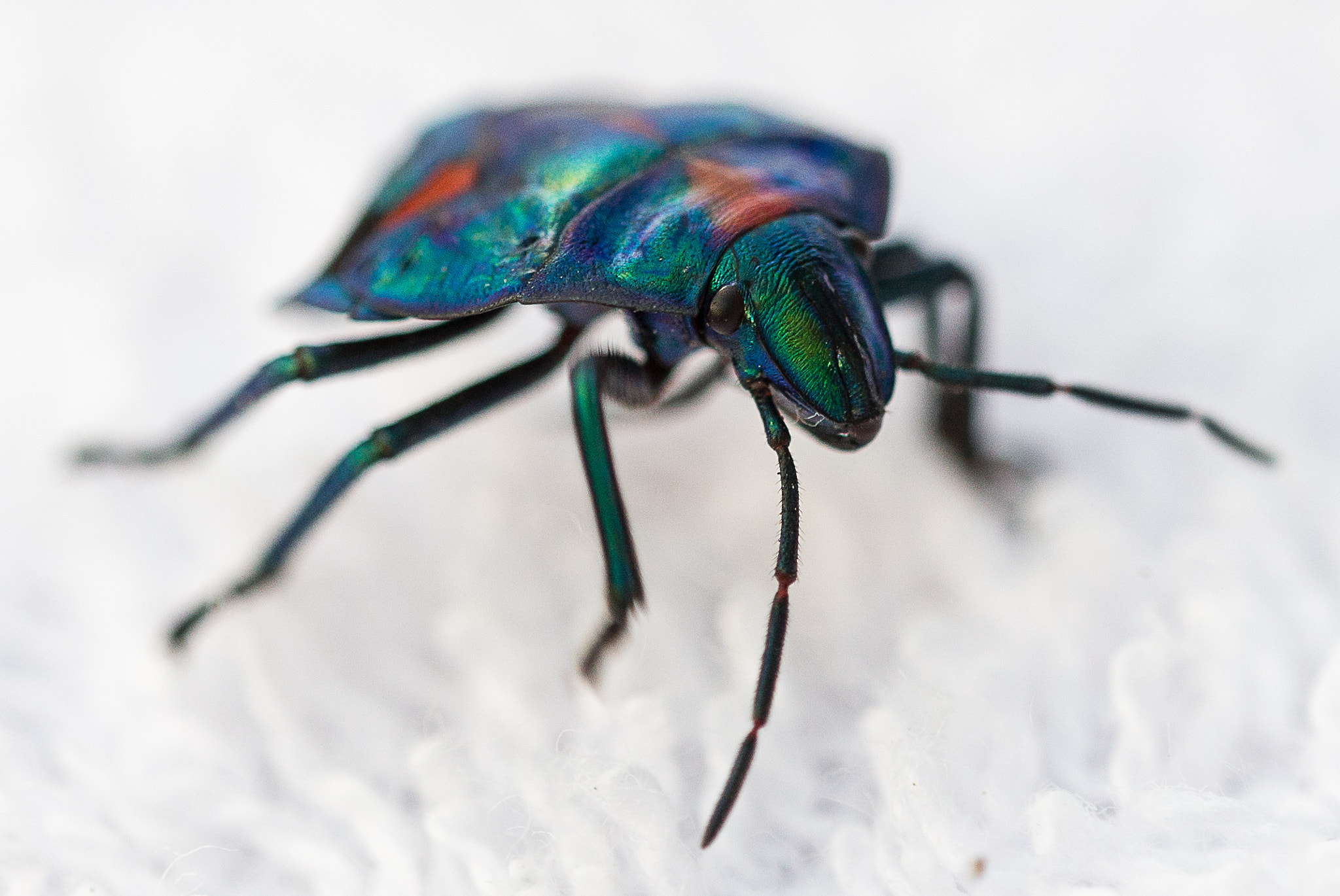 Sigma 150mm F2.8 EX DG OS Macro HSM sample photo. Stink beetle photography