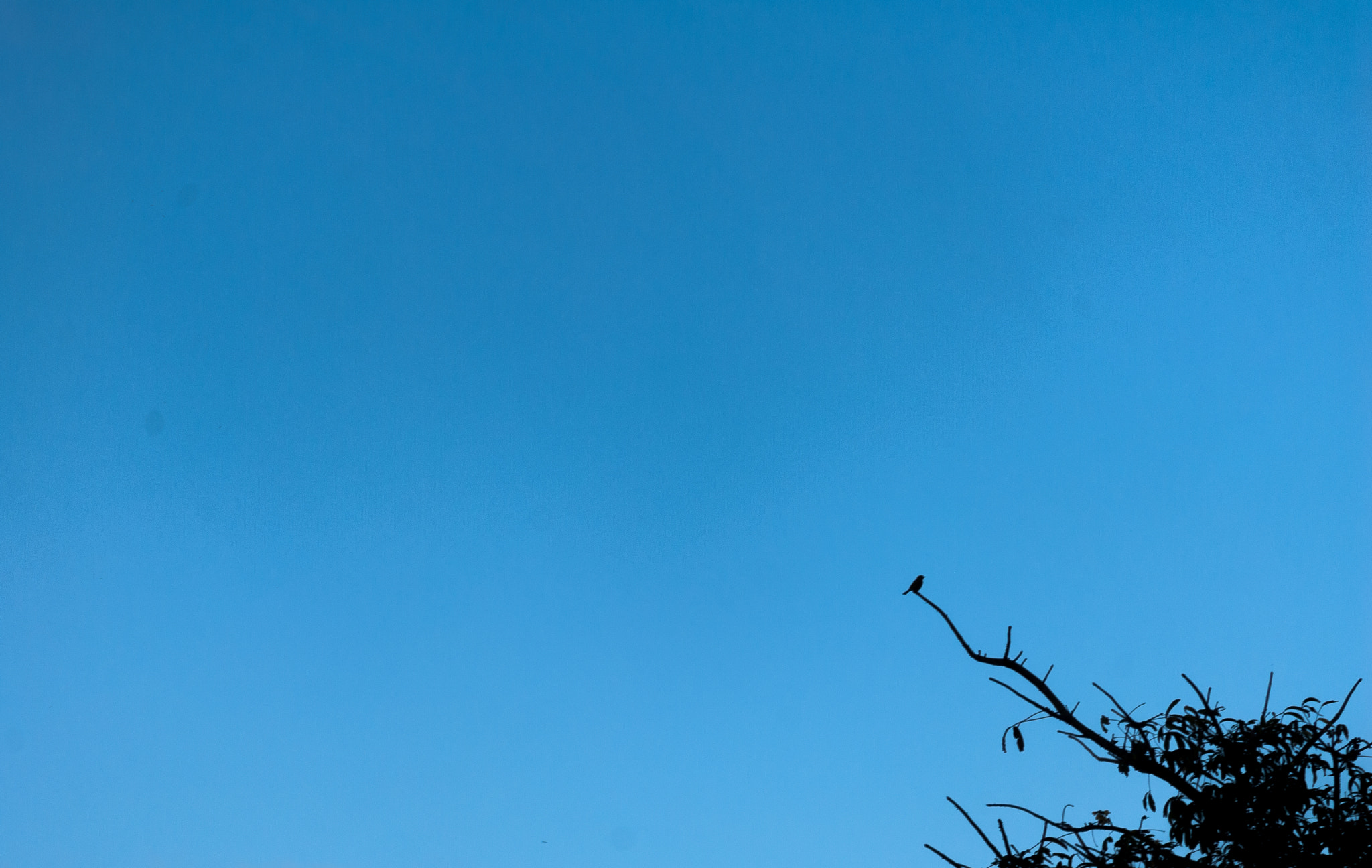 Nikon D200 sample photo. Little bird photography