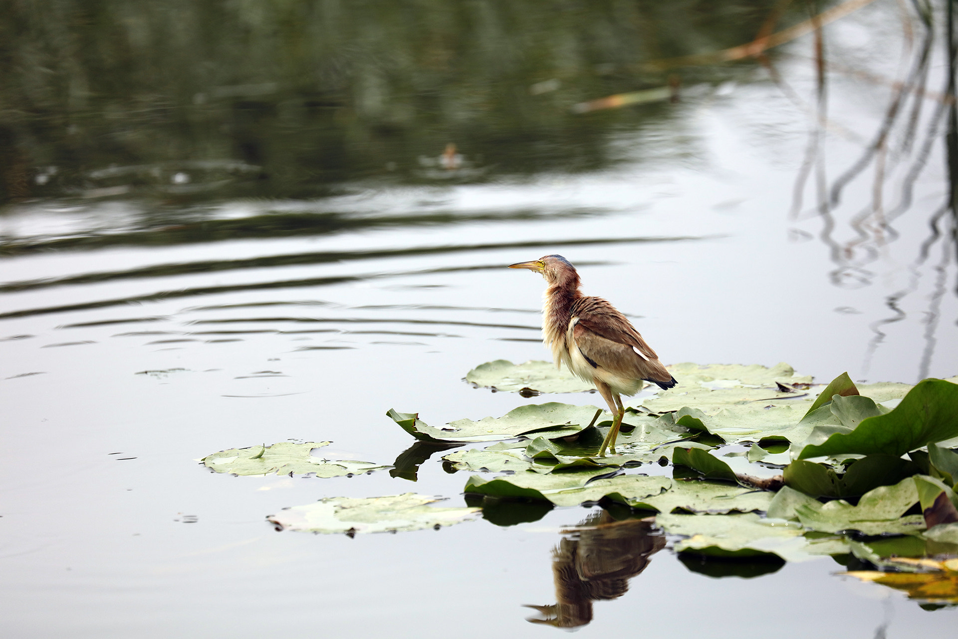 Canon EF 70-300mm F4-5.6L IS USM sample photo. Bird photography