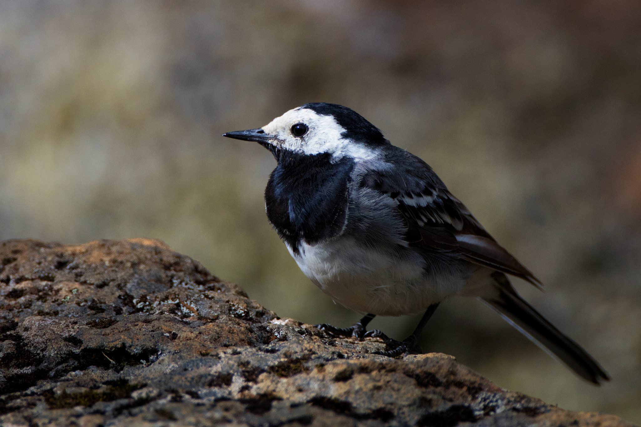 Canon EOS 80D + Canon EF 500mm F4L IS USM sample photo. White wagtail photography