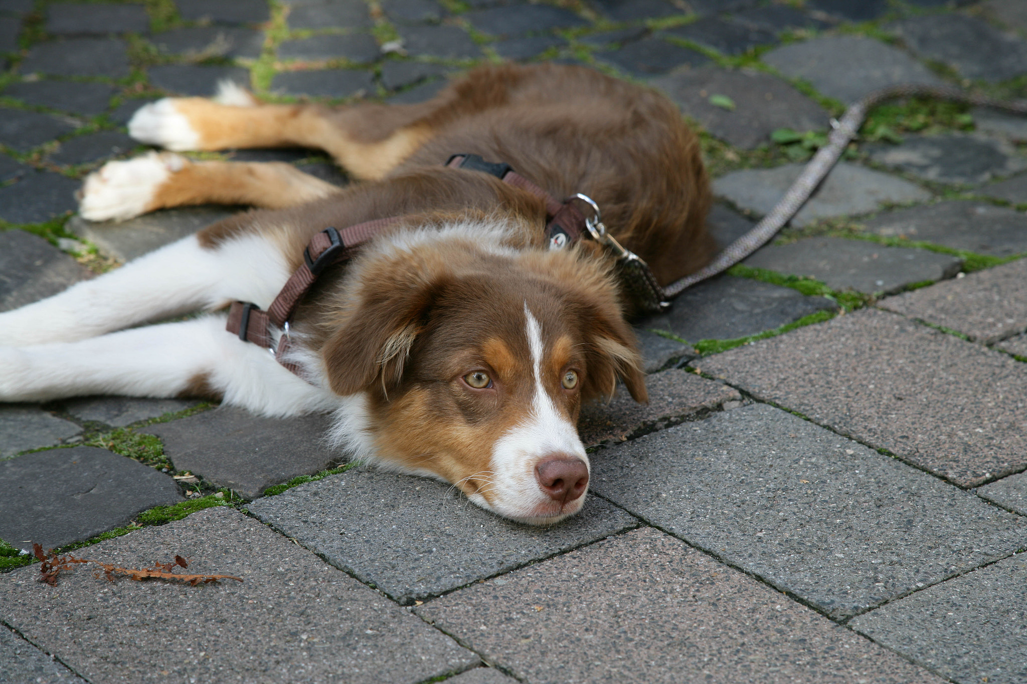 Canon EOS-1Ds Mark II sample photo. Wt2f0247 2.jpg photography