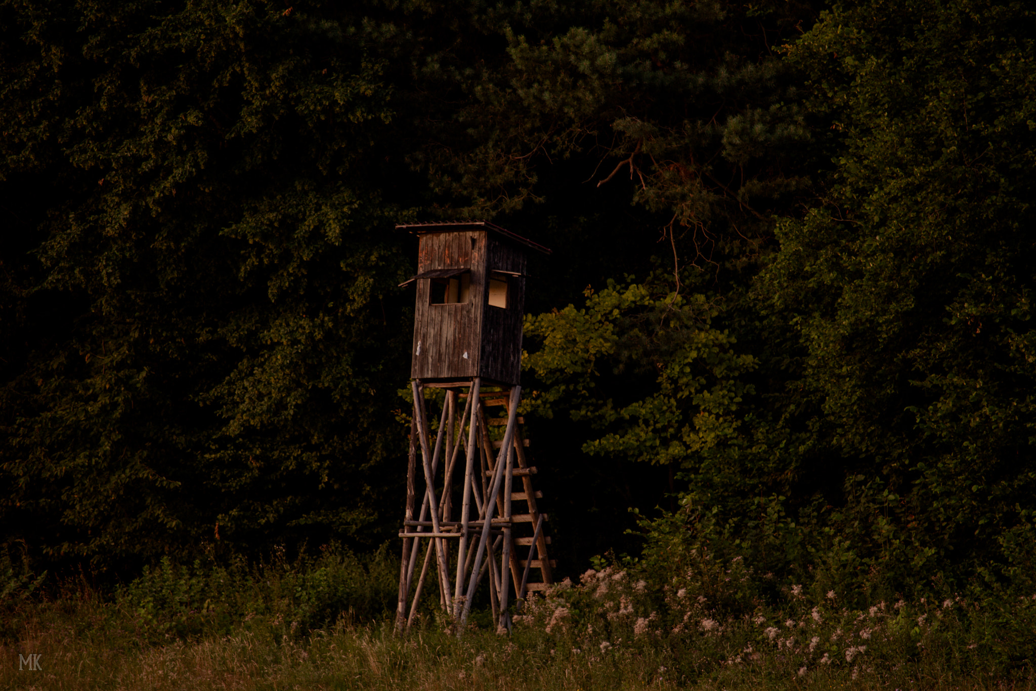 Canon EF-S 55-250mm F4-5.6 IS STM sample photo. Edge of the woods photography