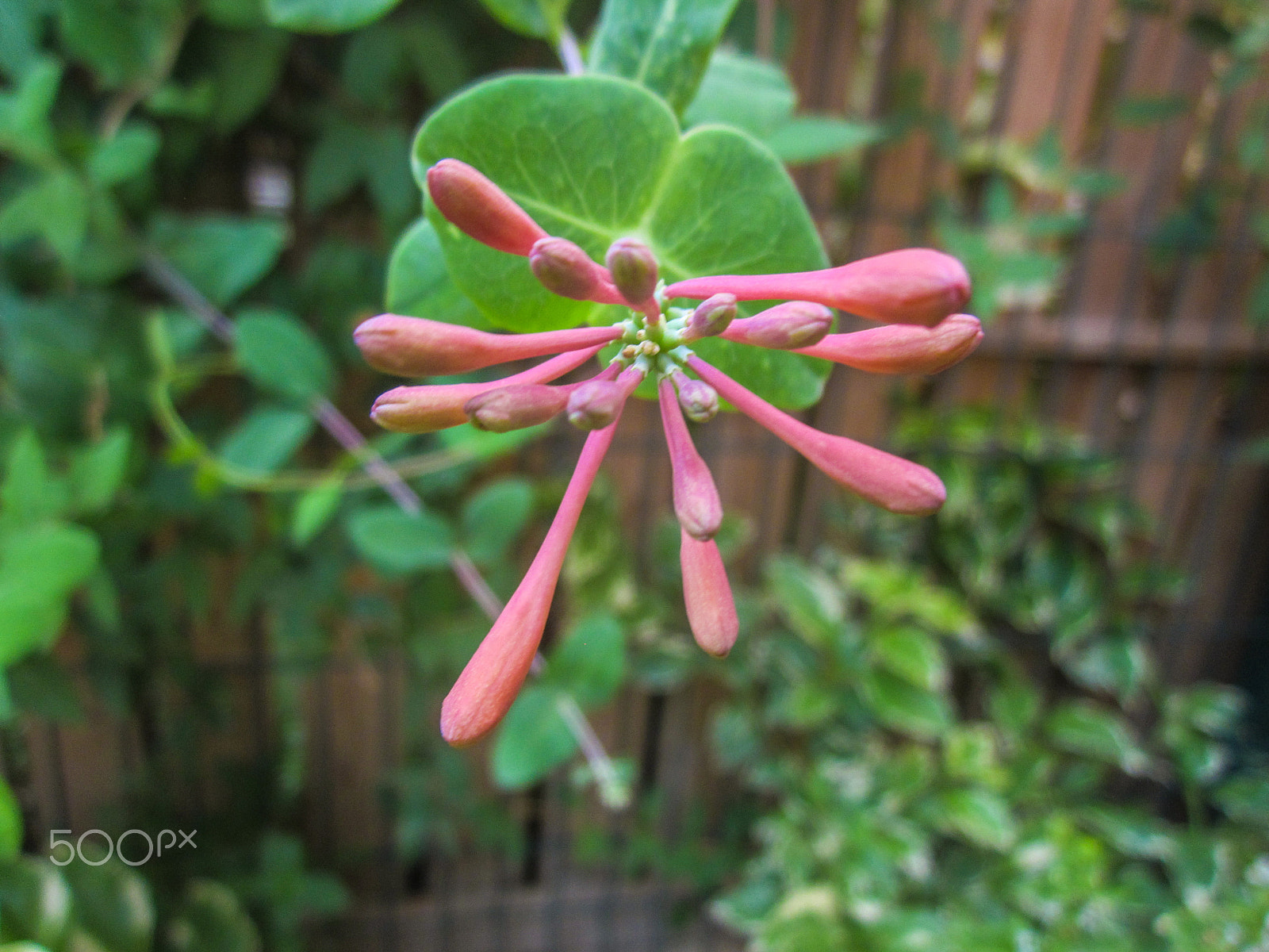 Canon PowerShot A1200 sample photo. Honeysuckle buds photography