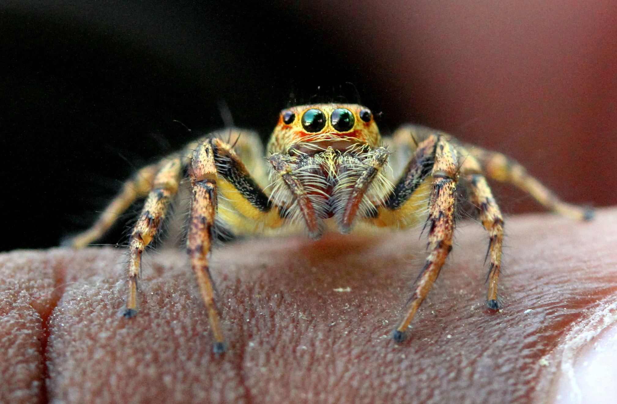 Canon EF-S 60mm F2.8 Macro USM sample photo. Spider face photography