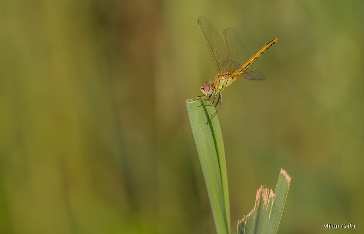 Sigma 150mm F2.8 EX DG OS Macro HSM sample photo. Libellule photography