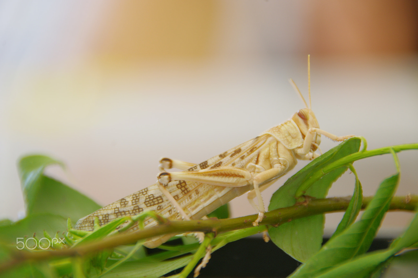 Pentax K-x sample photo. Locust photography