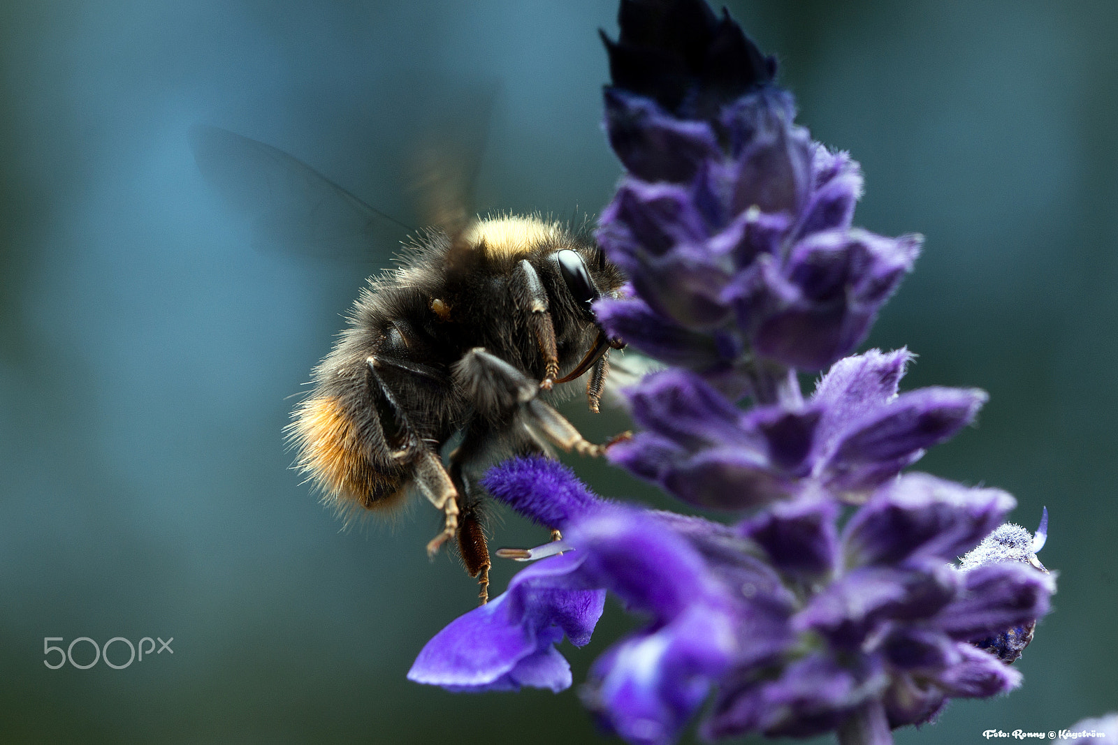 Sony a99 II + 90mm F2.8 Macro SSM sample photo