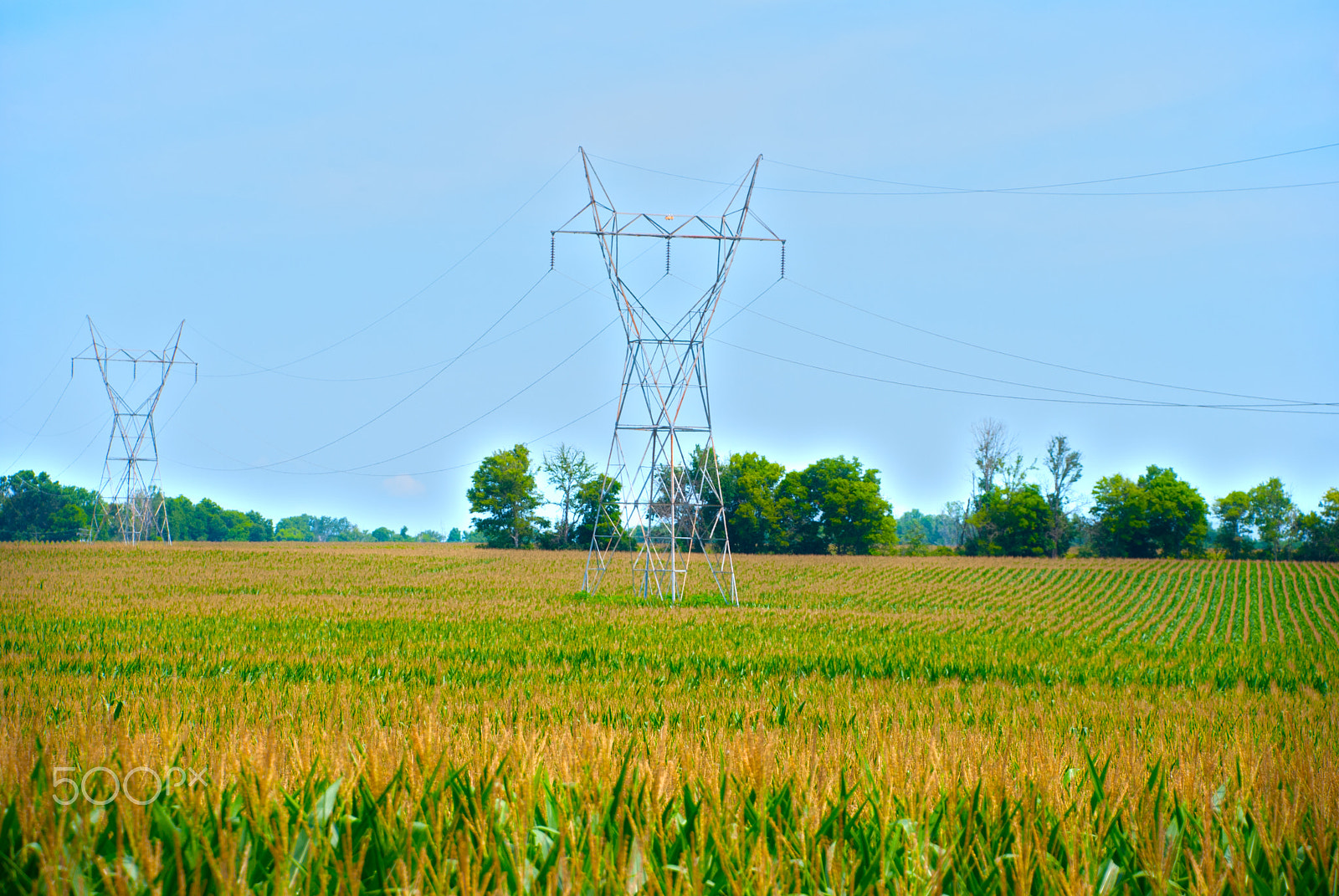 Nikon D40X sample photo. Power and corn photography