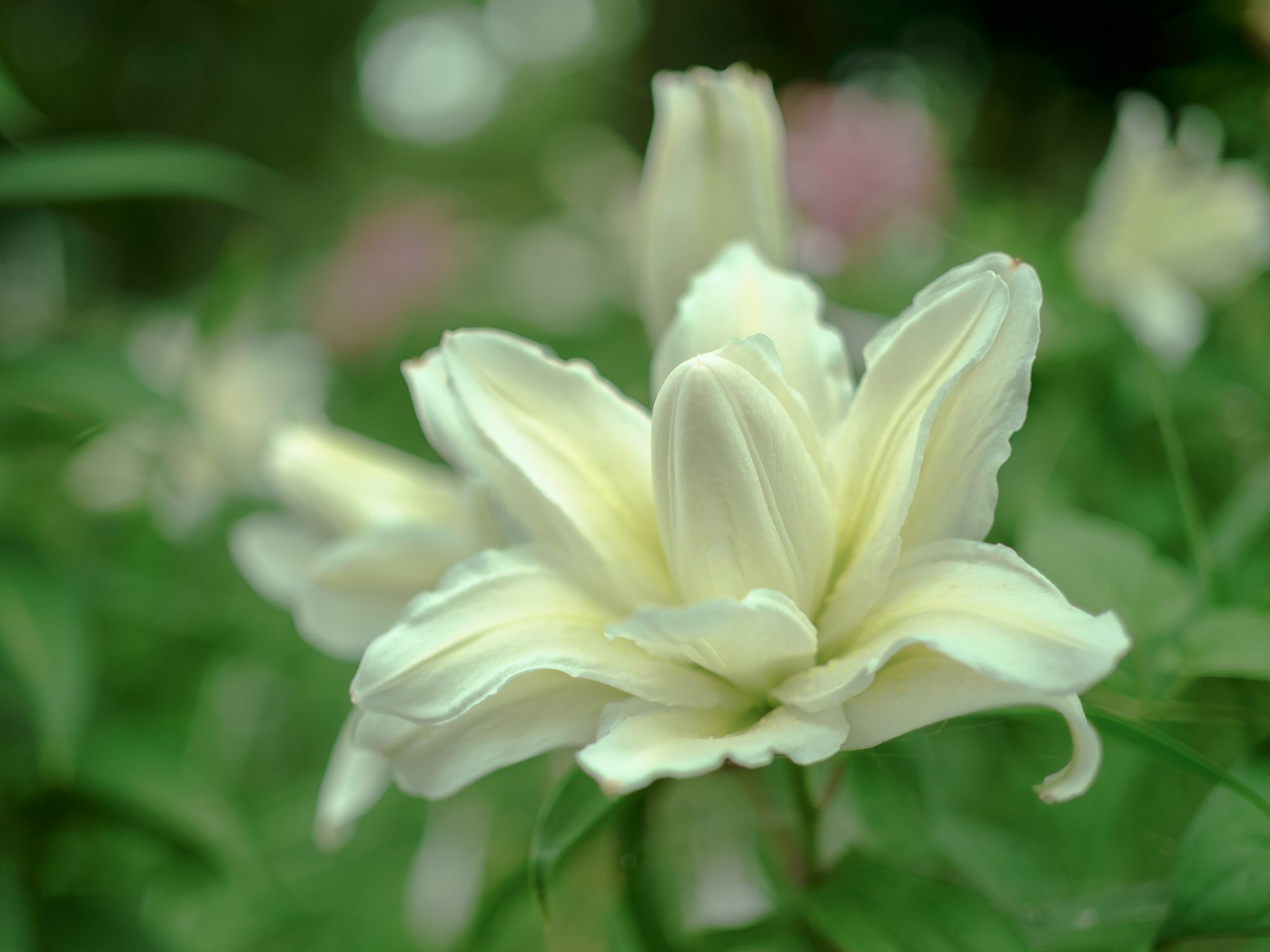 Fujifilm X-Pro1 + ZEISS Touit 32mm F1.8 sample photo. The virgin lady photography