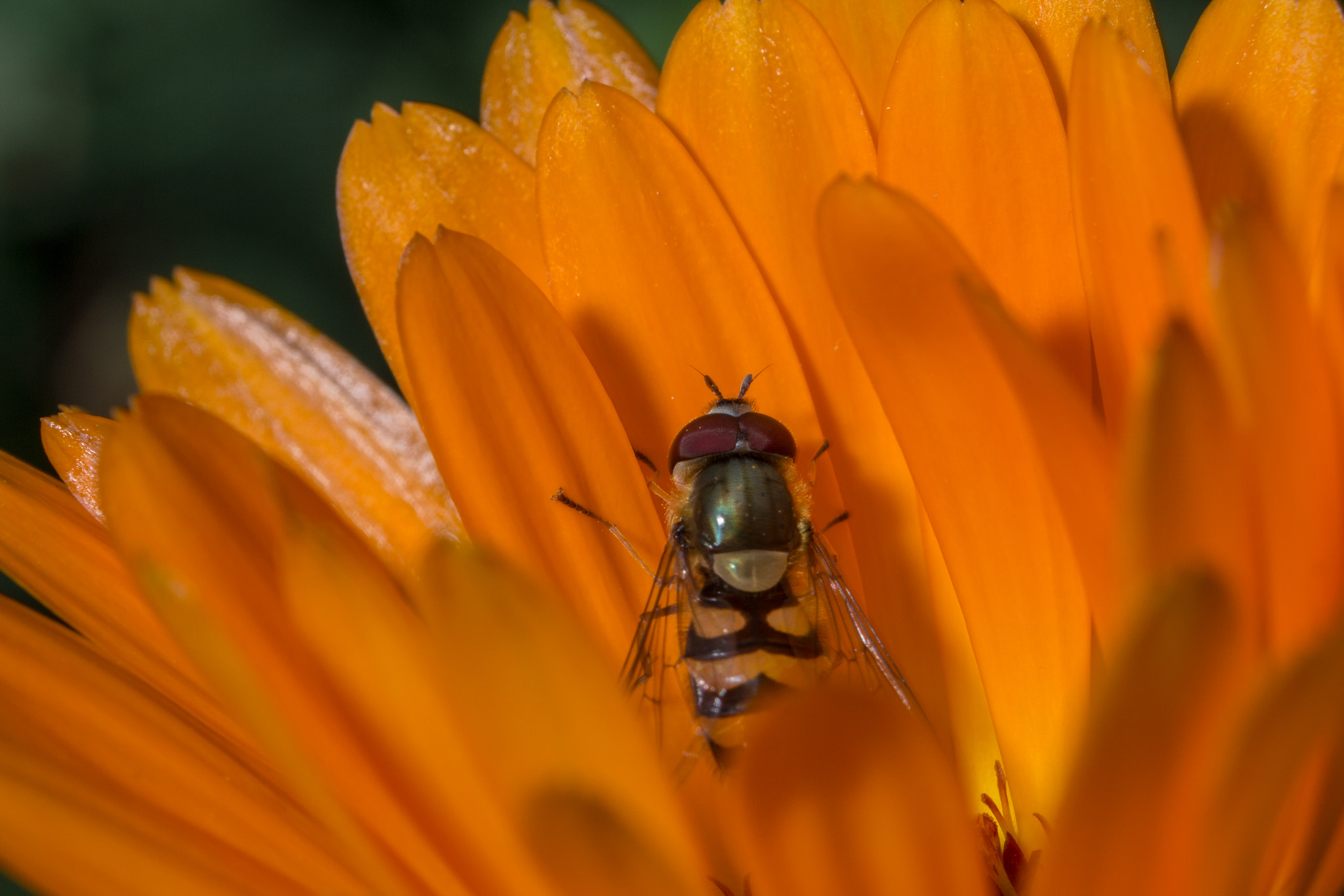 Canon EF 35-70mm f/3.5-4.5A sample photo. Macro 3 photography