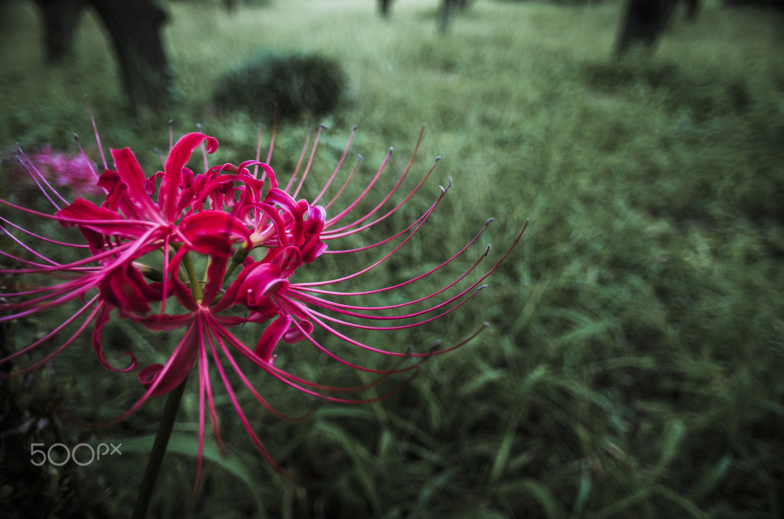 Pentax K-5 IIs sample photo. A cluster amaryllis photography