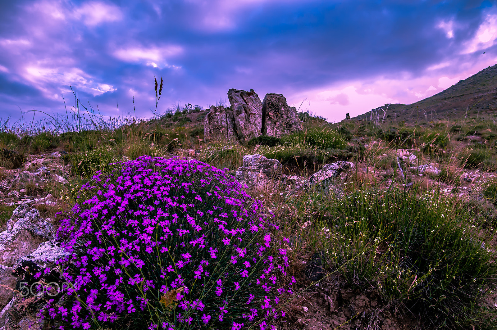 Nikon D90 + Sigma 18-50mm F2.8 EX DC Macro sample photo. Purple valley photography