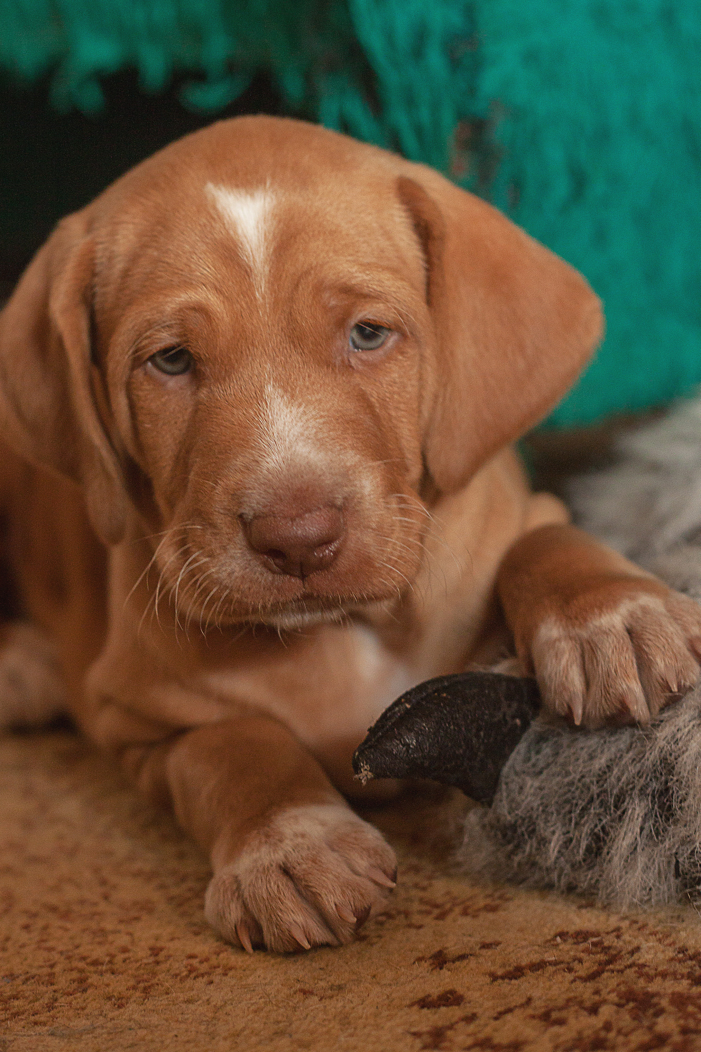 Canon EOS 500D (EOS Rebel T1i / EOS Kiss X3) + Canon EF 50mm F1.8 II sample photo. Germany sorthair pointer puppy photography