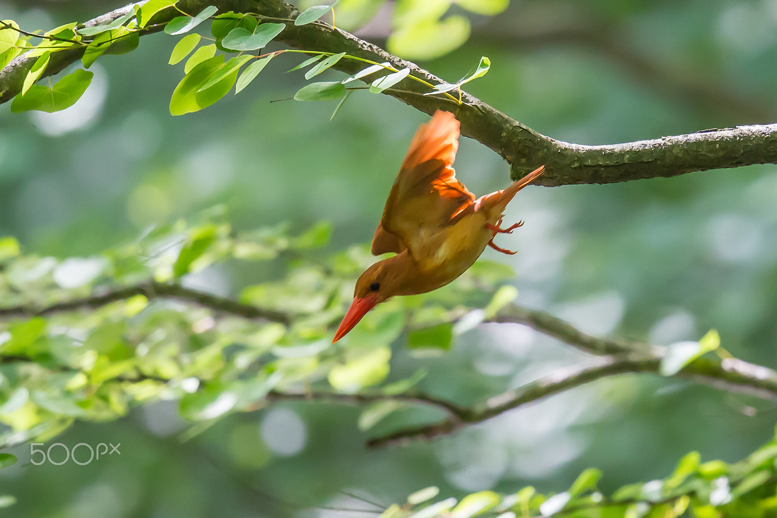 Canon EF 500mm F4L IS II USM sample photo. A red hunter photography