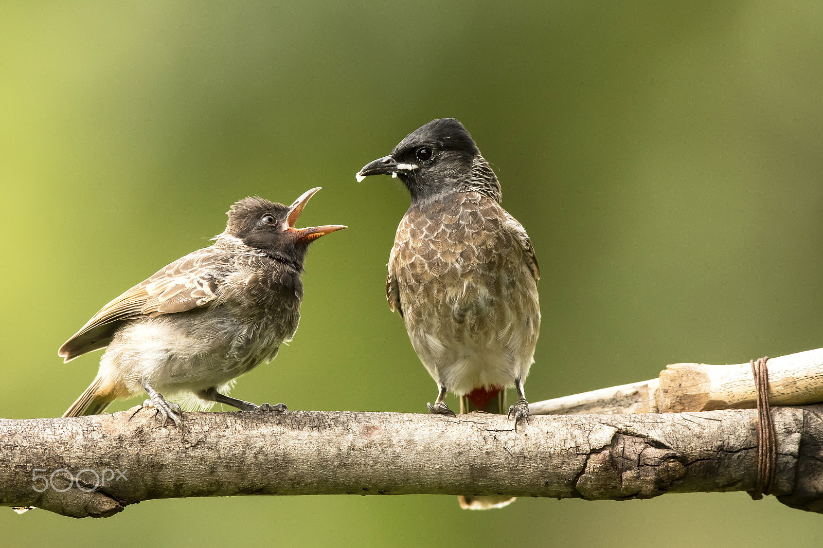 Canon EF 600mm f/4L IS sample photo. Be patient photography