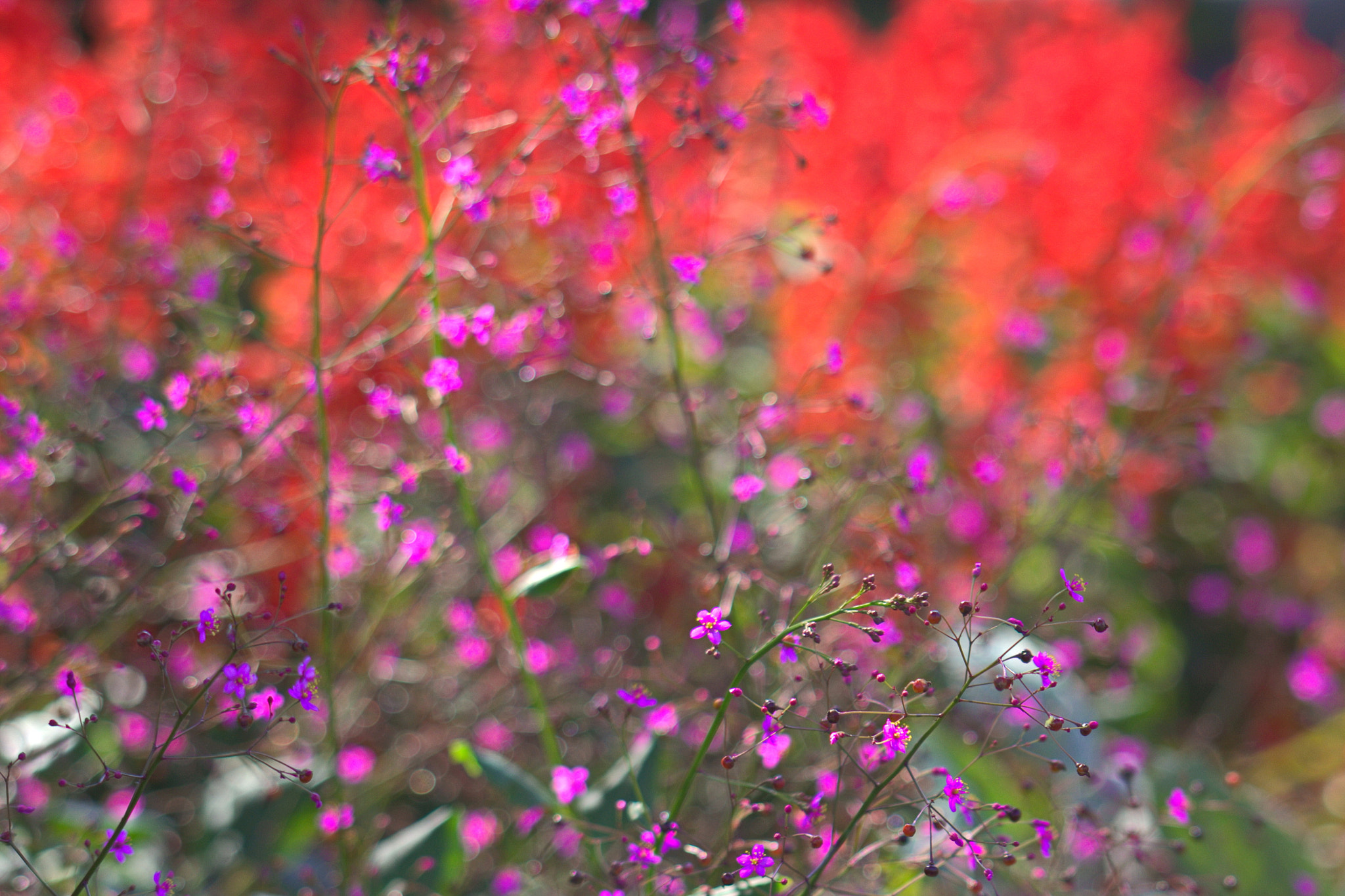 Canon EF 100-300mm F4.5-5.6 USM sample photo. Flowers photography