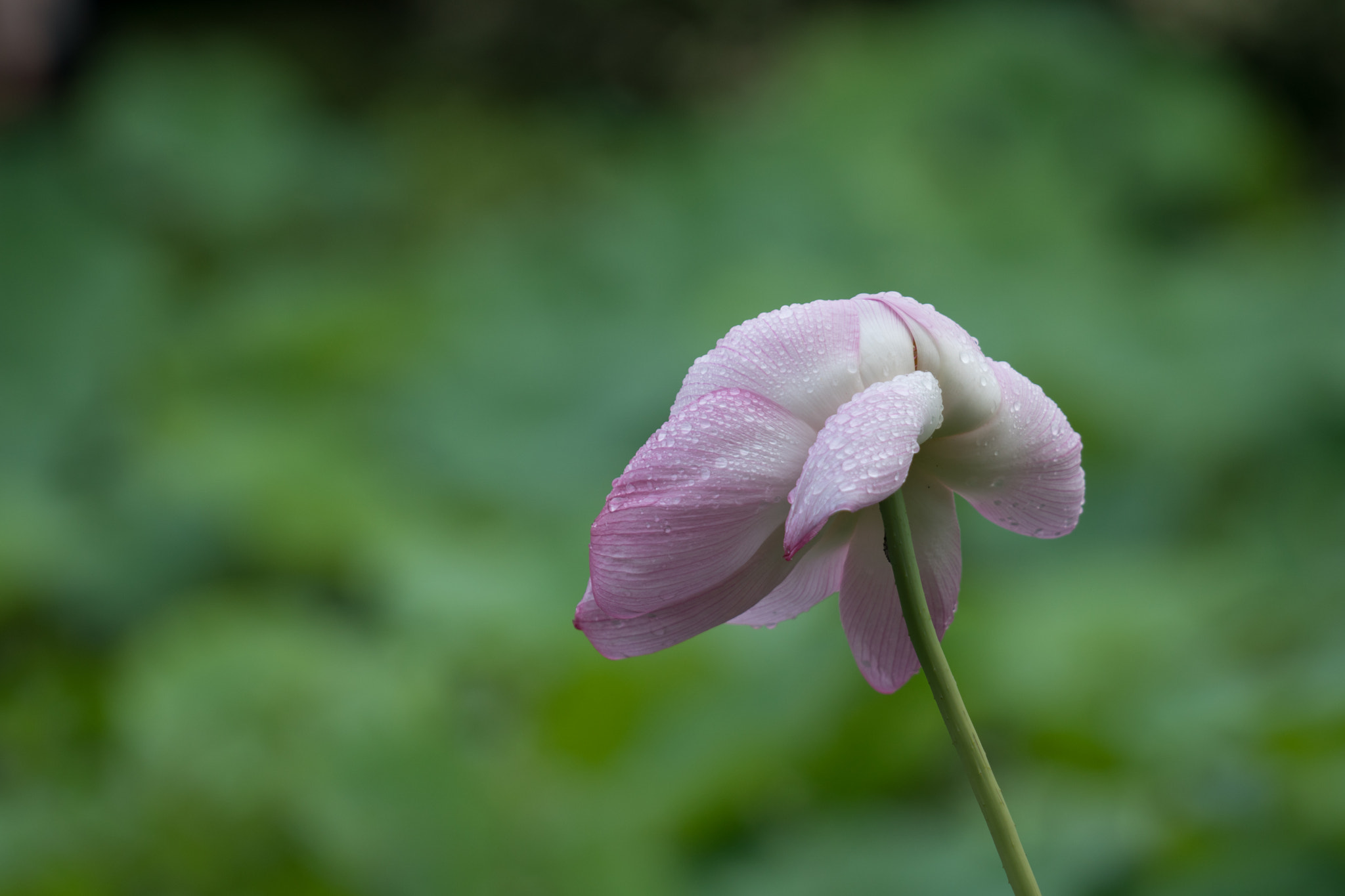 Sony a6300 + Sony FE 70-200mm F4 G OSS sample photo. In the rain photography