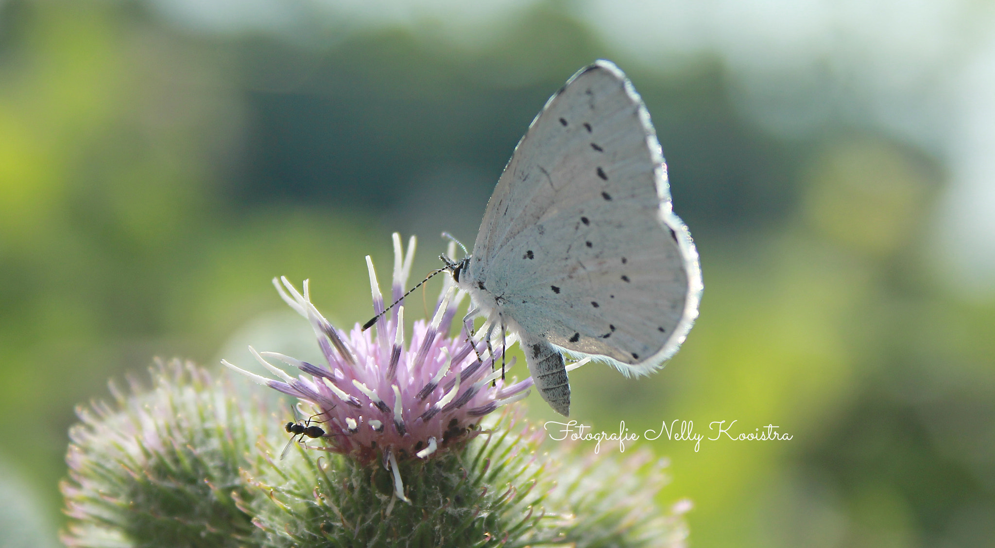 Canon EF-S 18-55mm F3.5-5.6 II sample photo. Holly blue butterfly photography