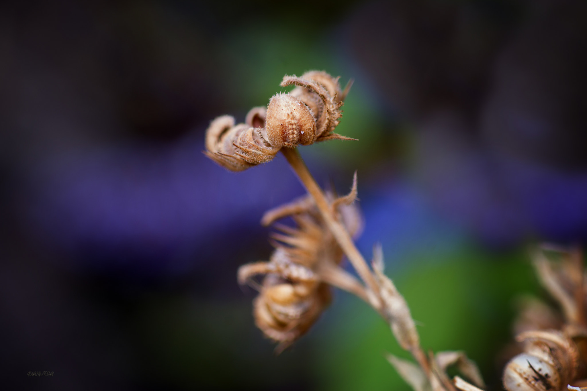 Sony Alpha DSLR-A850 sample photo. Flor de verano photography