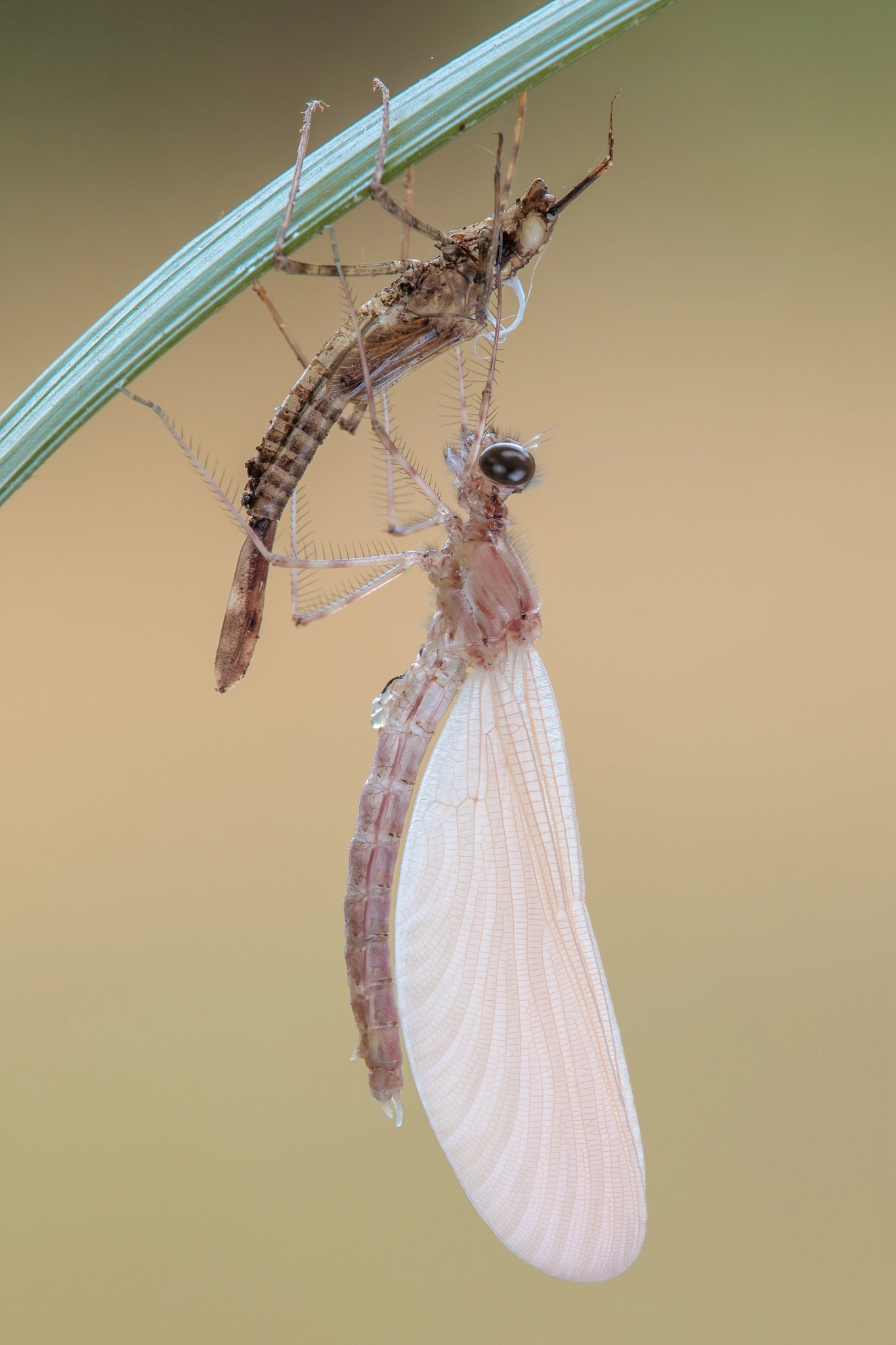 Tamron SP AF 180mm F3.5 Di LD (IF) Macro sample photo. Nascita di una calopteryx photography
