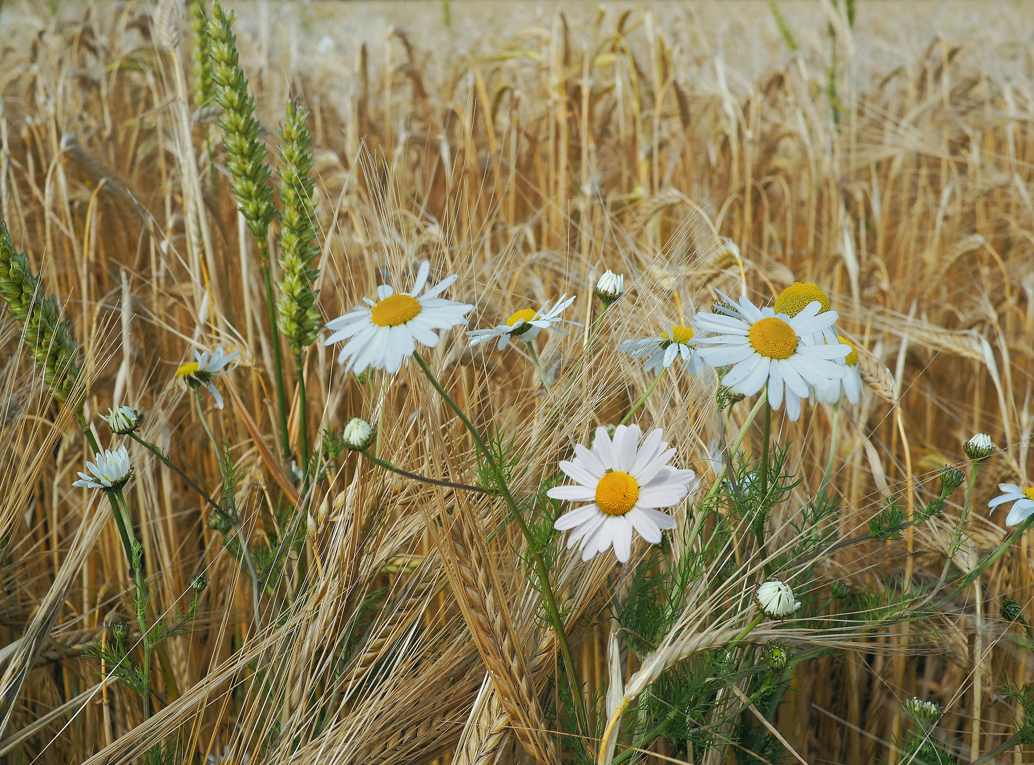 Olympus OM-D E-M5 II + Panasonic Lumix G 20mm F1.7 ASPH sample photo. The happy field photography