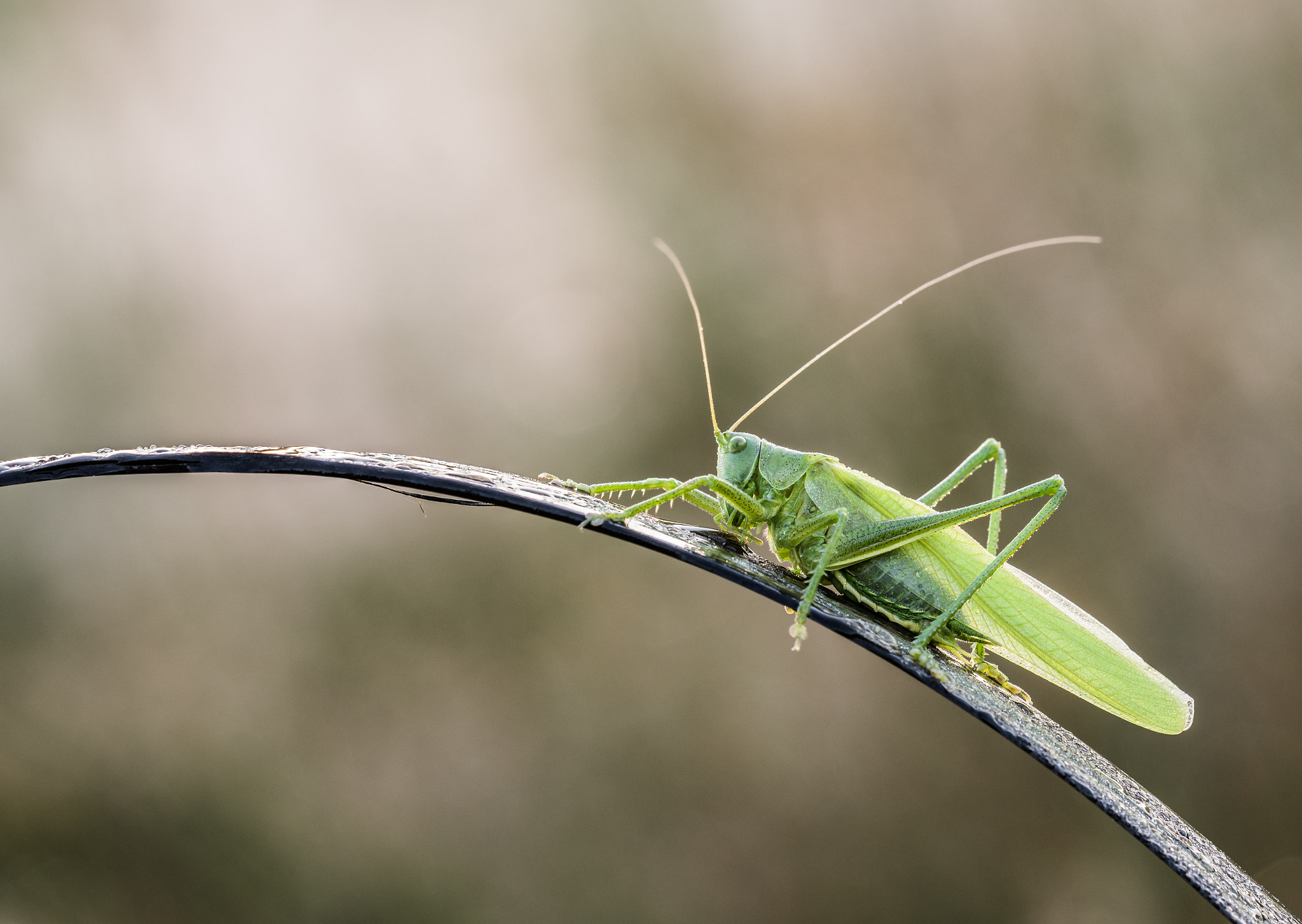 Sigma 150mm F2.8 EX DG OS Macro HSM sample photo. Tettigoniidae photography
